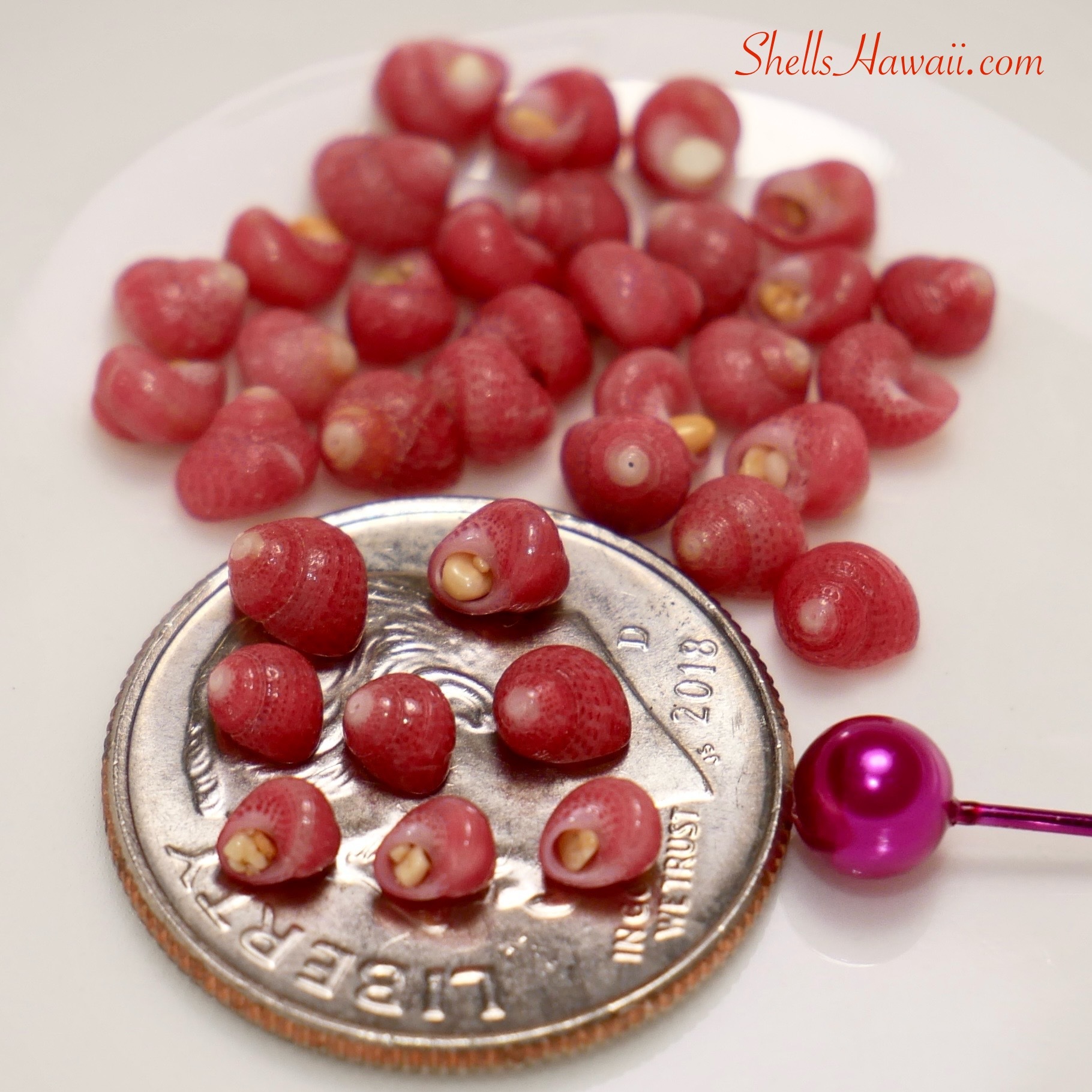 ʻĀkala ʻĀhiehie (Hot Pink)