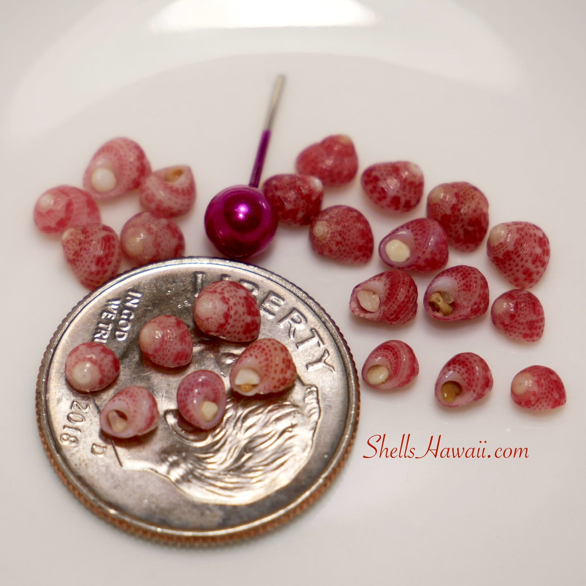 ʻĀkala Pua (Pink Flower)