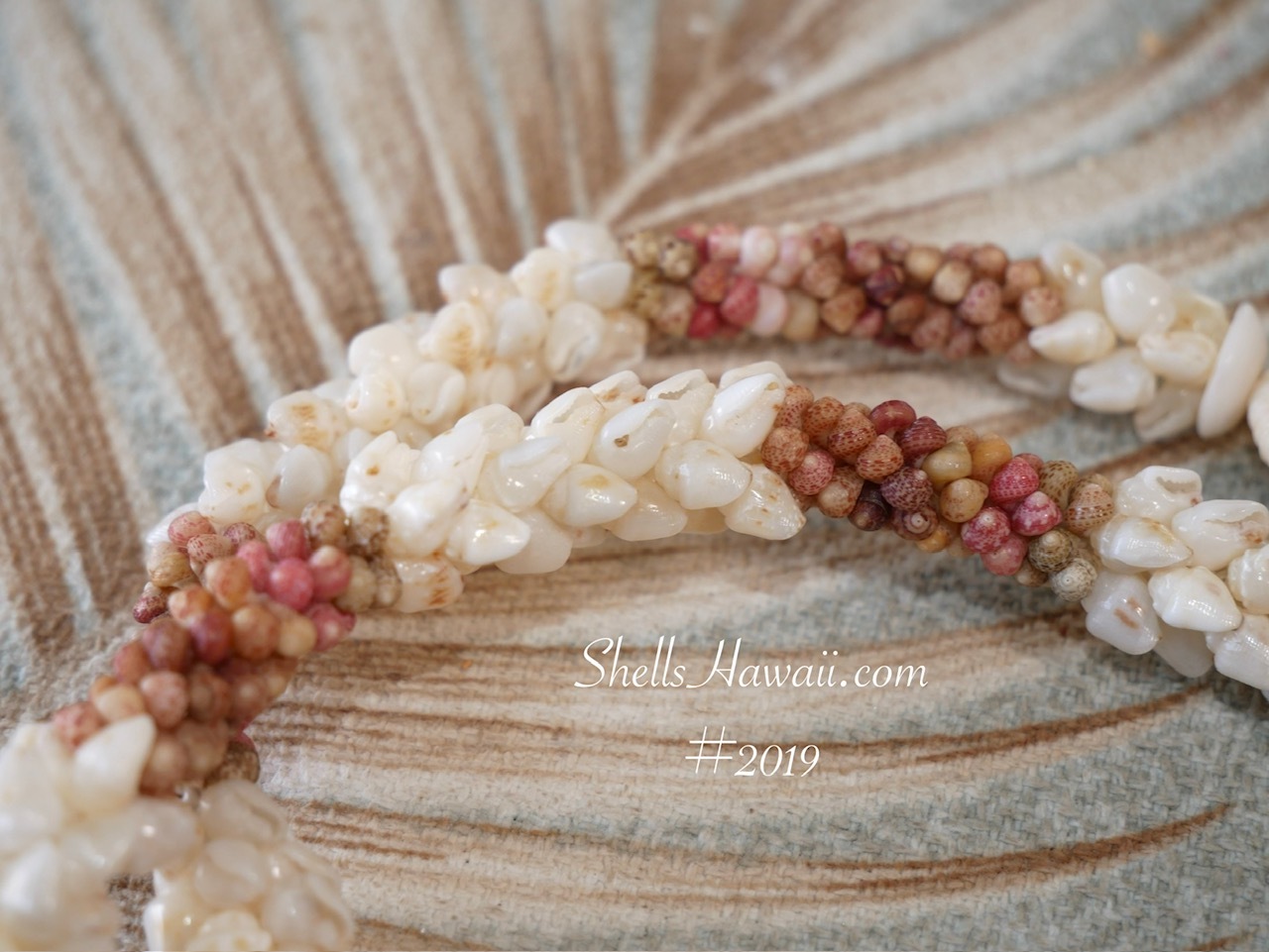 Close-up of genuine Momi and Kahelelani shells in the Poepoe section of a traditional Kipona style Hawaiian shell lei, showing the tight spiral pattern formed by the Poepoe tied technique.