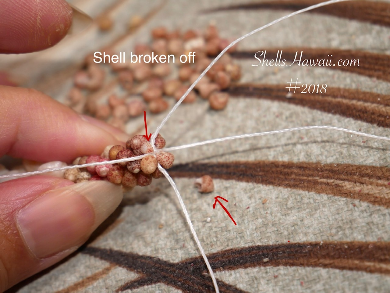 Close-up of the traditional Poepoe tied technique showing a Kahelelani shell breaking during the weaving process. Shell breakage is a normal part of creating handcrafted Hawaiian shell jewelry, even with careful handling.
