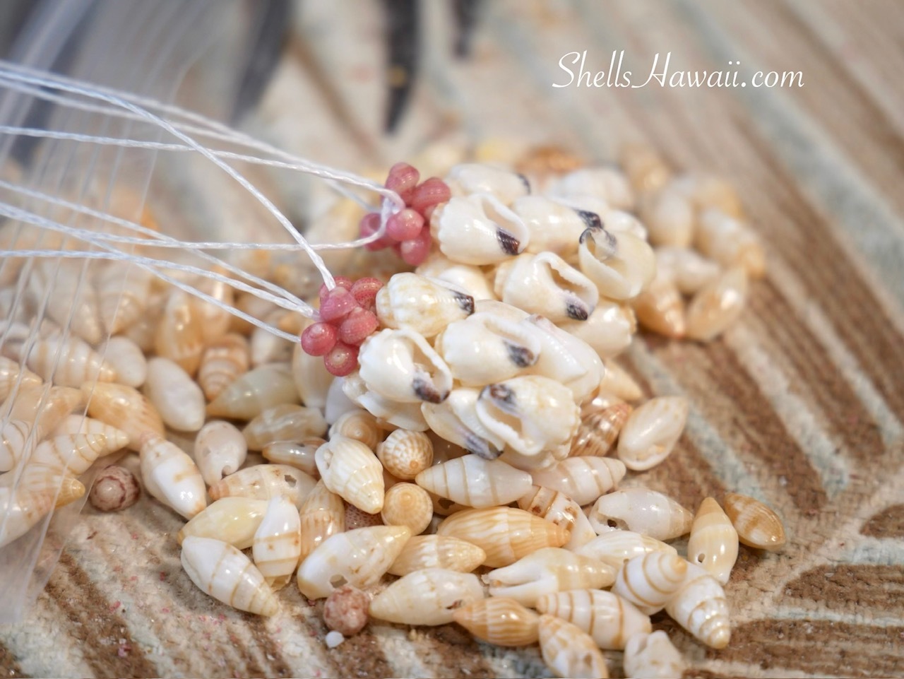 Soft creamy Momi shell earrings with light golden Laiki and pink Kahelelani shells in Hawaiian pineapple design, handmade Niʻihau shell jewelry close-up with soft pastel tones