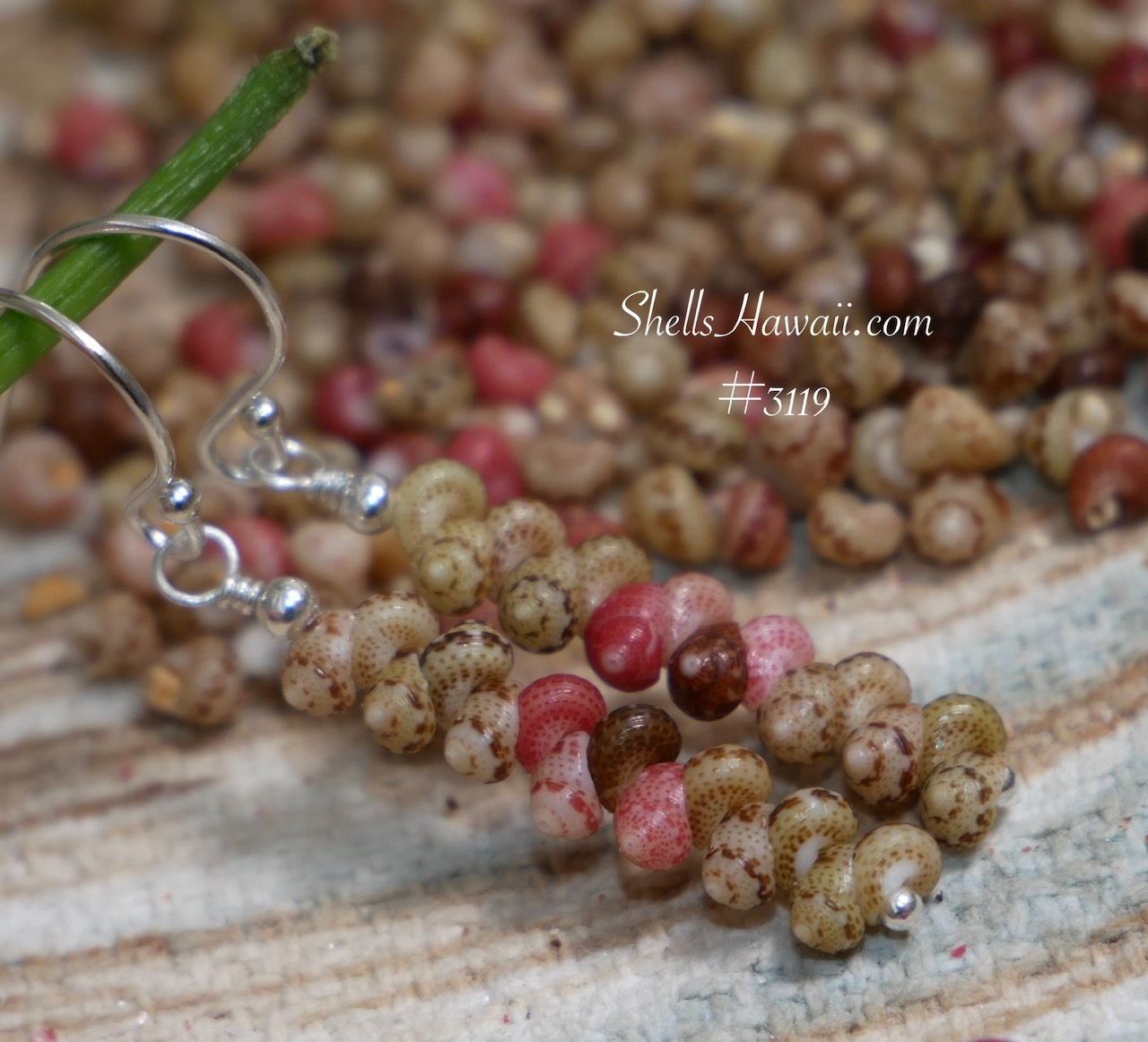Finished minimalist earrings featuring Kahelelani shells from Niʻihau on sterling silver findings, highlighting natural color variation and delicate handcrafted design.