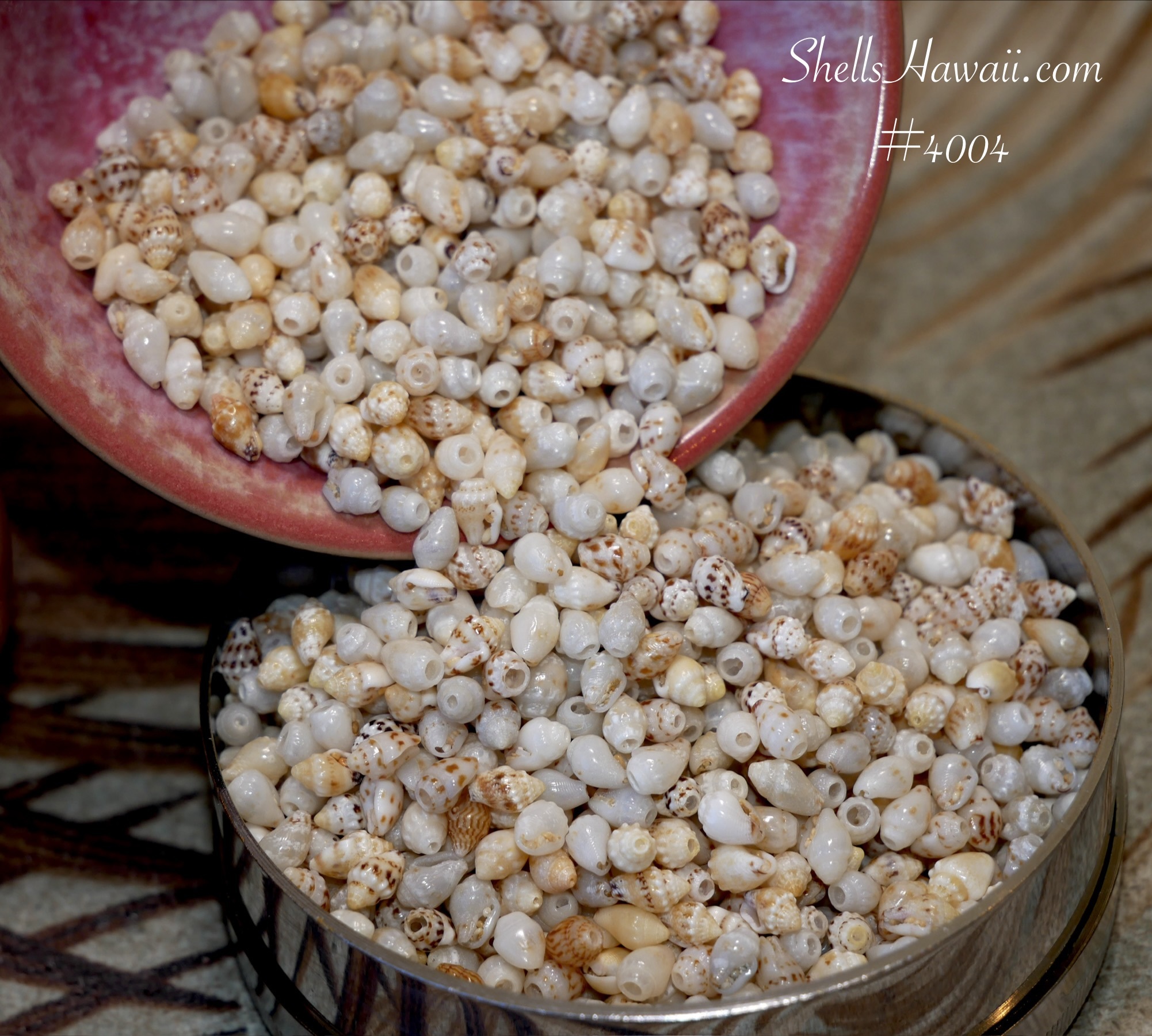 High-luster A-grade Momi shells with smooth surfaces and natural shine, shown in close-up as authentic Niʻihau shell jewelry making materials.