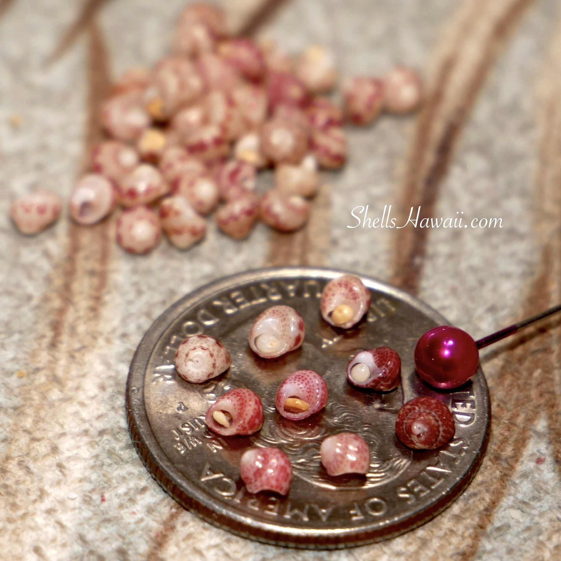 How to tell quality of Niihau C grade shells