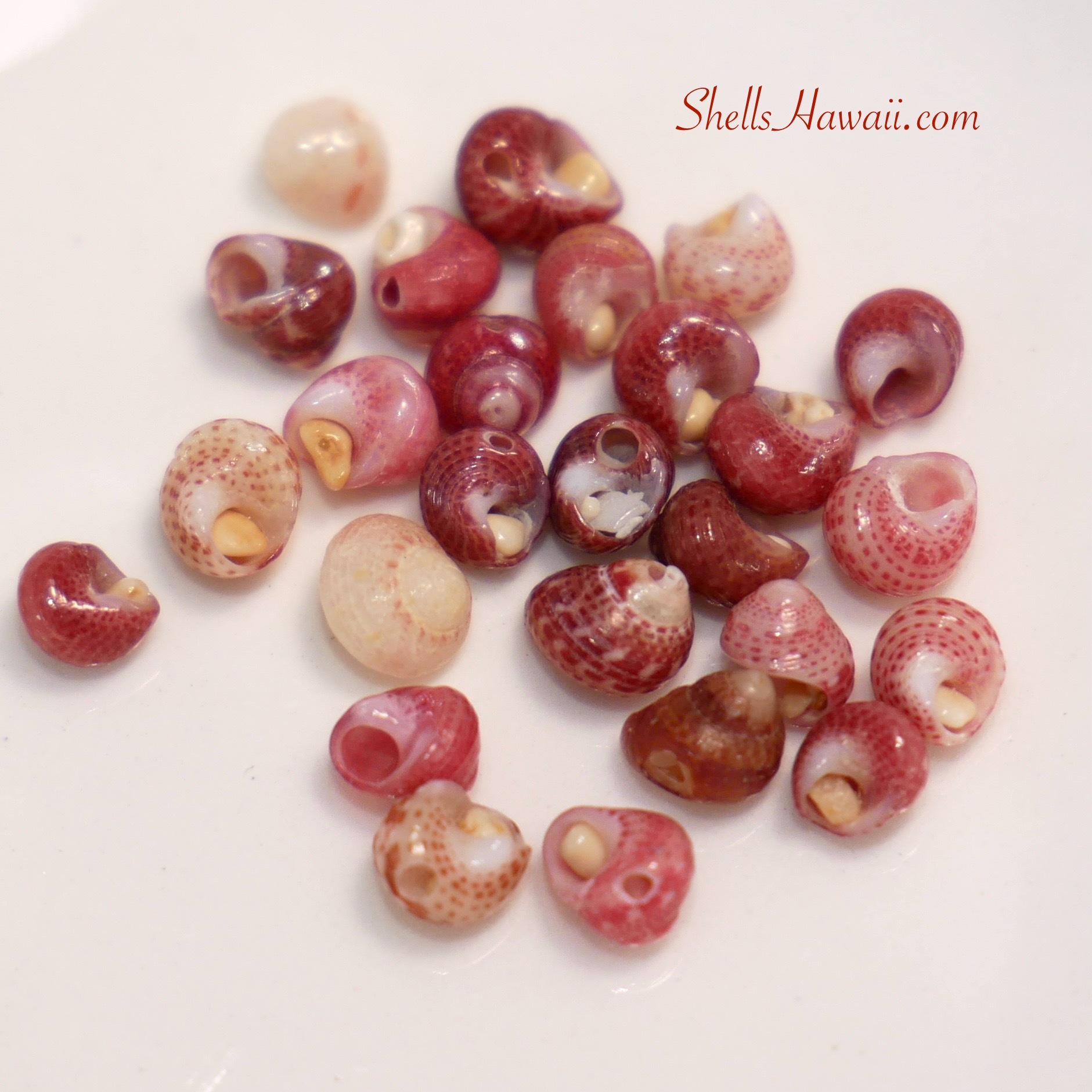 Niihau C grade shells