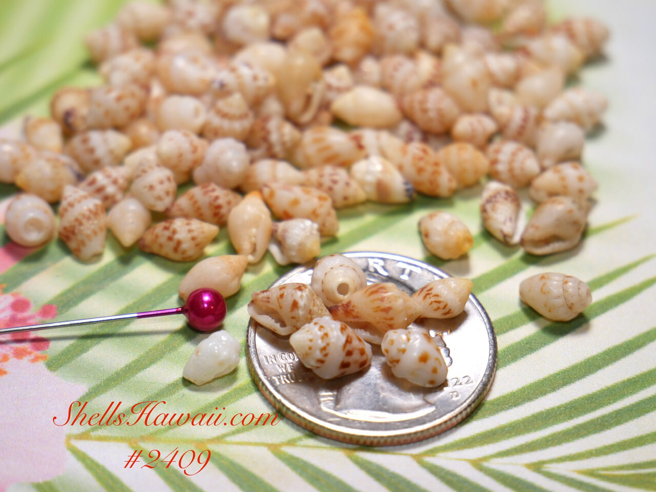 B-grade Momi shells with softer, uneven natural shine, shown beside a coin for size comparison as authentic Niʻihau shell jewelry making materials.