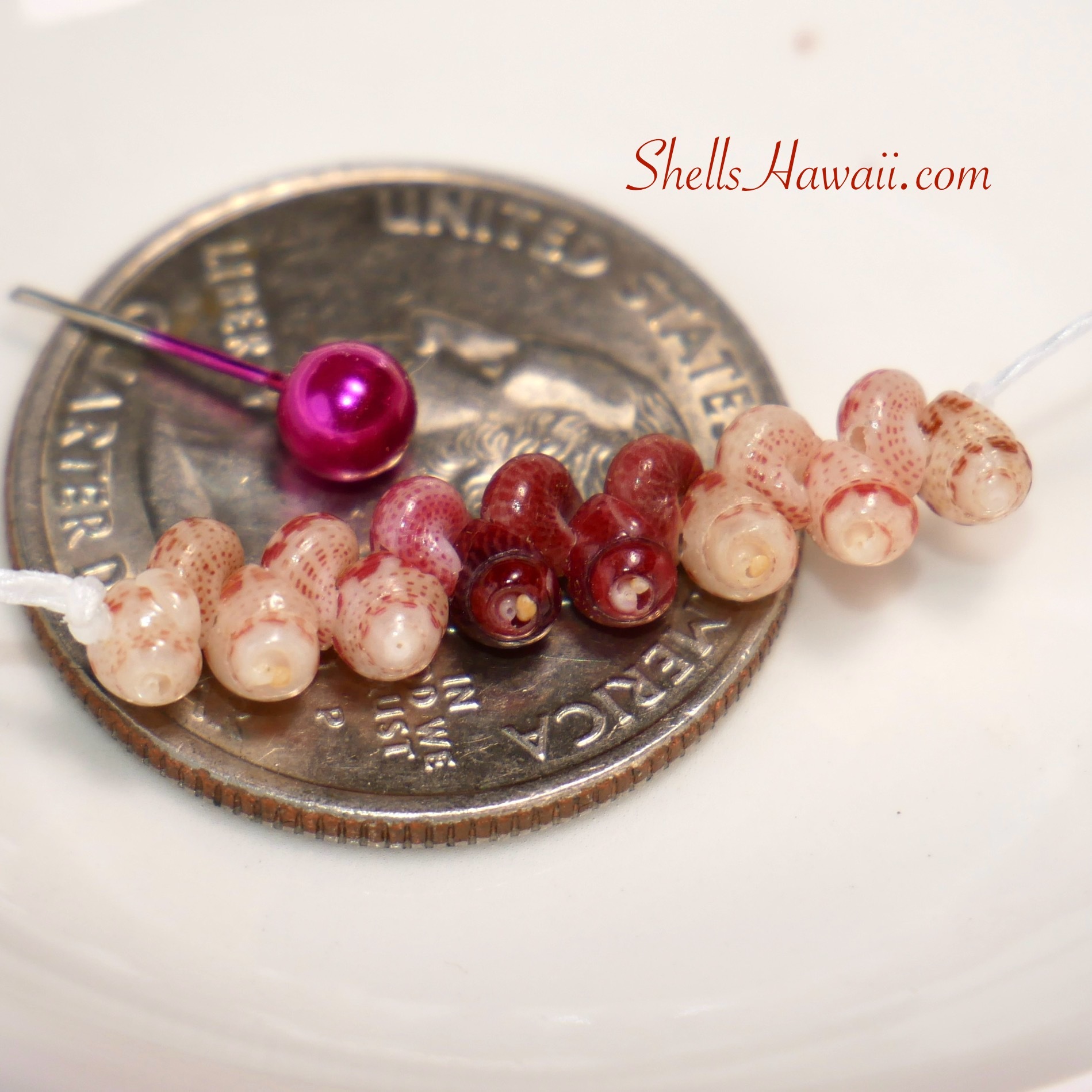 How to identity Niihau shells grades