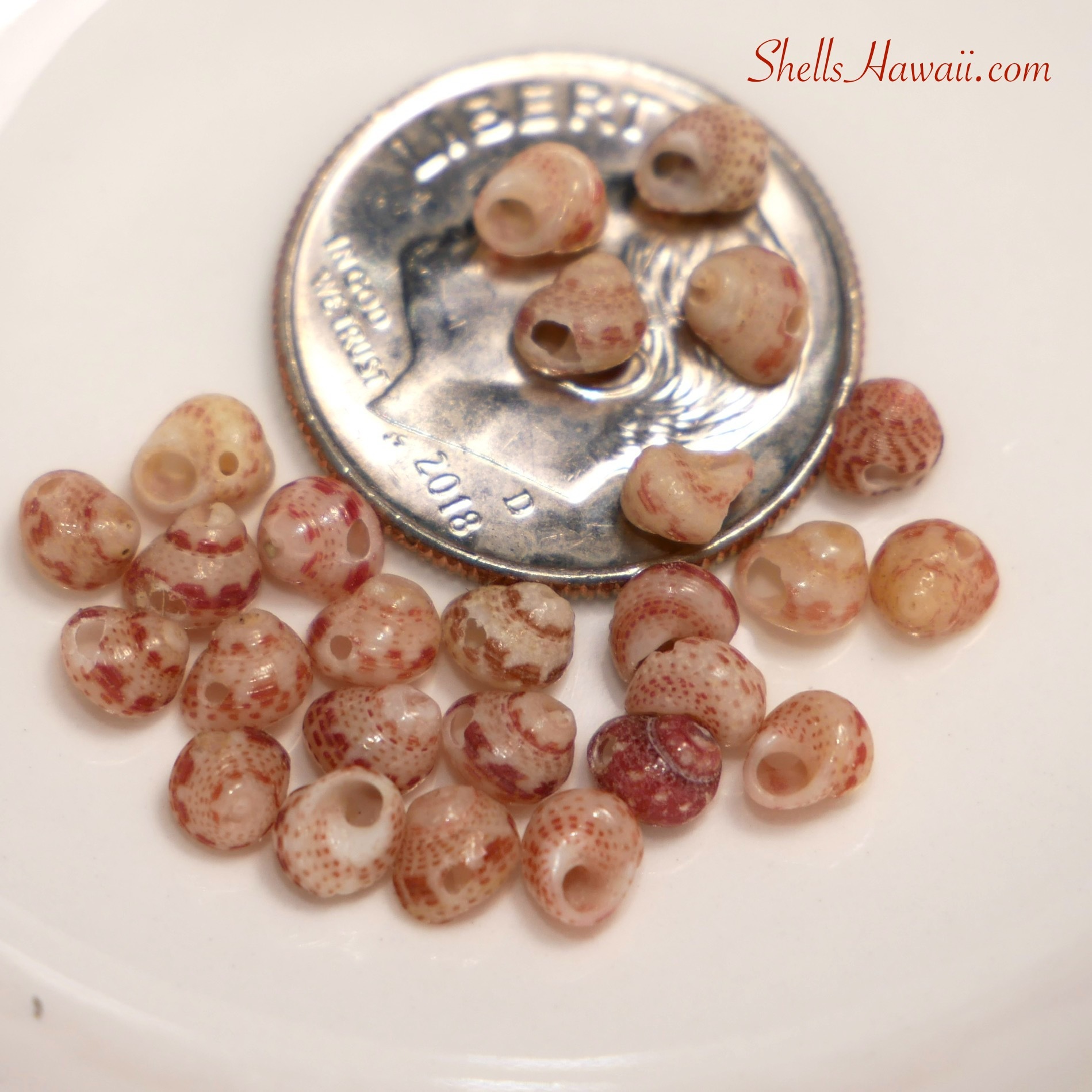 How to tell Niihau shell quality