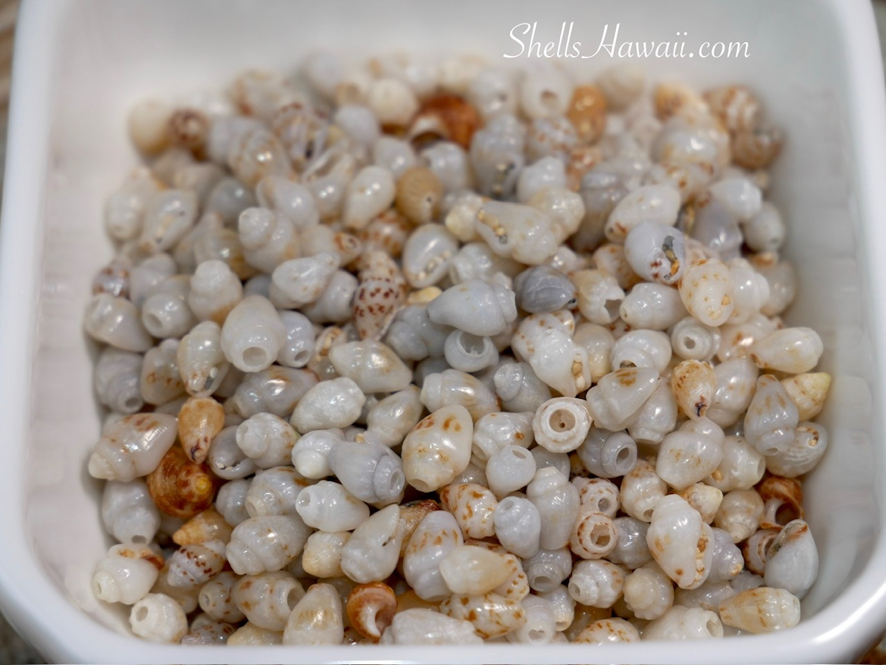 rare blue Momi uliuli shells from Niihau mixed soft to deep ocean blue tones Hawaiian shell jewelry materials