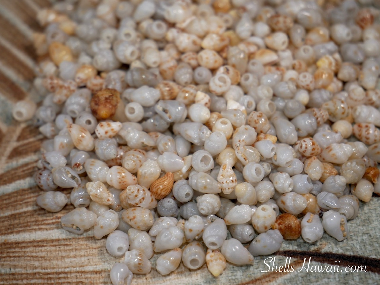 Niihau Momi shells showing ocean blue uliuli shades rare Hawaiian shells natural color variation ShellsHawaii