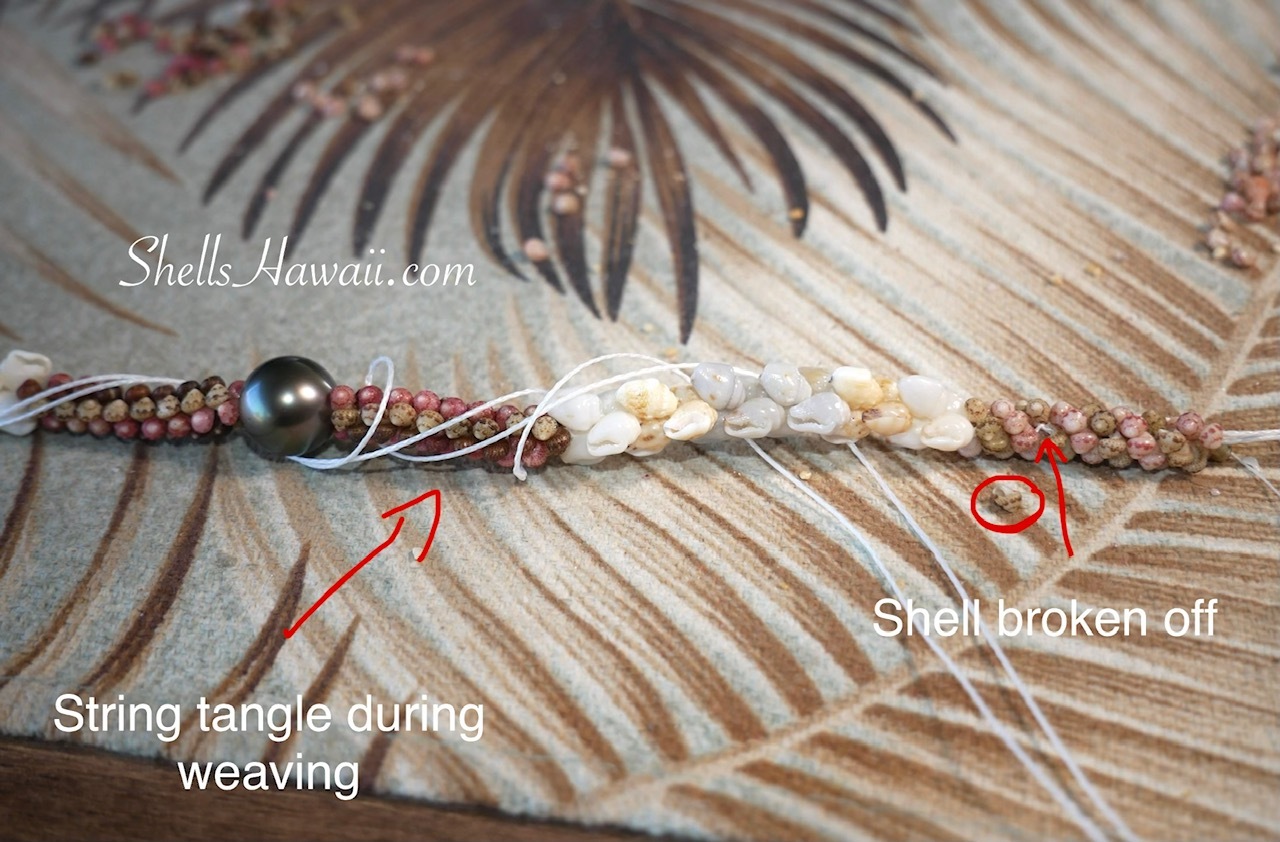Broken Niʻihau Kahelelani shell during the weaving of a traditional Kipona style shell lei before replacing the shell and continuing the planned pattern.