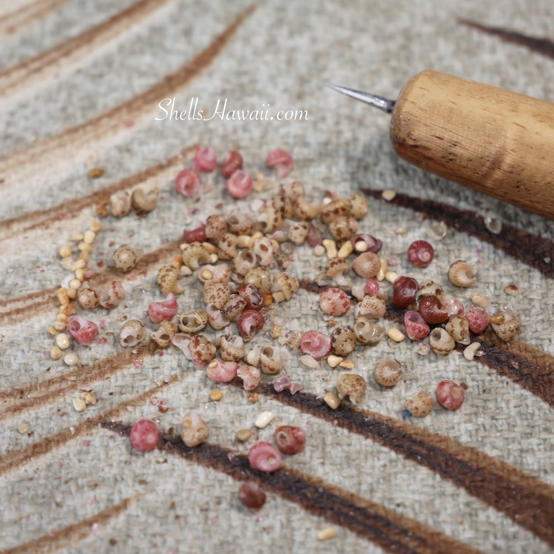 Close-up of broken genuine Kahelelani shells after hand-poking, showing the shells that cracked during the jewelry-making process.
