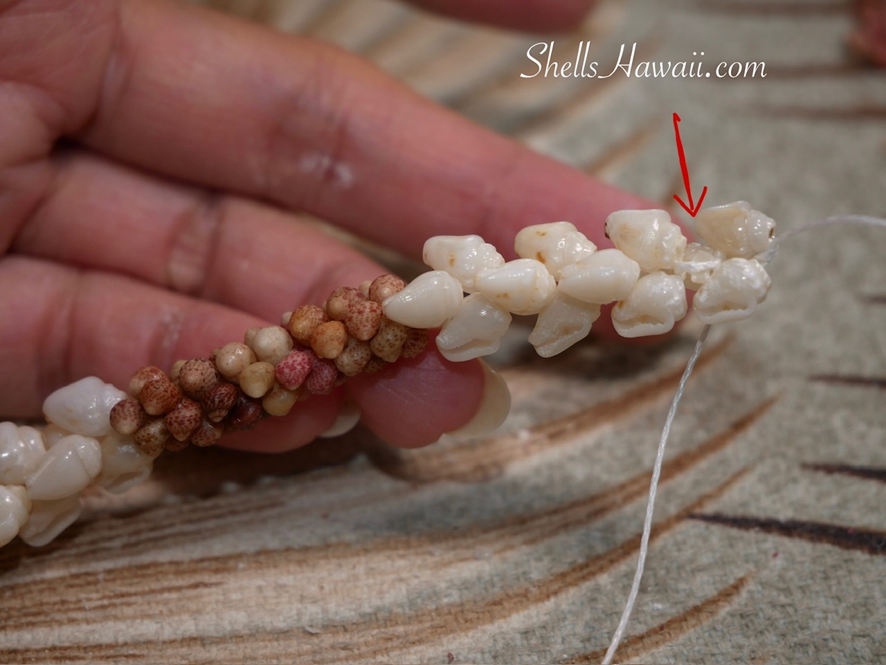 Close-up of a handmade Hawaiian shell lei showing a broken Momi shell being replaced during the weaving process.