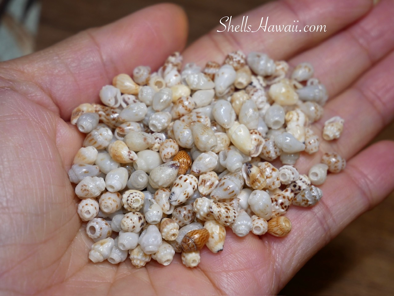 Handful of cleaned Momi shells from Niʻihau after sand removal and tip cutting, prepared for making handmade Heleconia style Hawaiian shell earrings