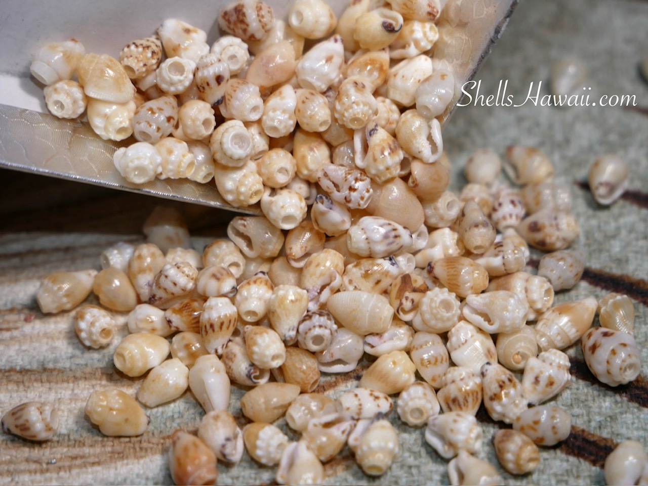Cleaned yellow Momi Lenalena shells from Niʻihau after tip cutting and sand removal, ready for making Heleconia style Hawaiian shell earrings