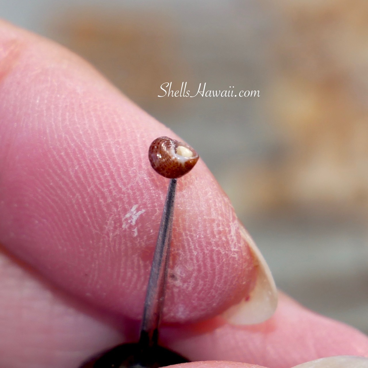 Close-up of a brown Niʻihau Kahelelani shell being carefully poked by hand with a handmade shell poking tool for Niʻihau shell jewelry.