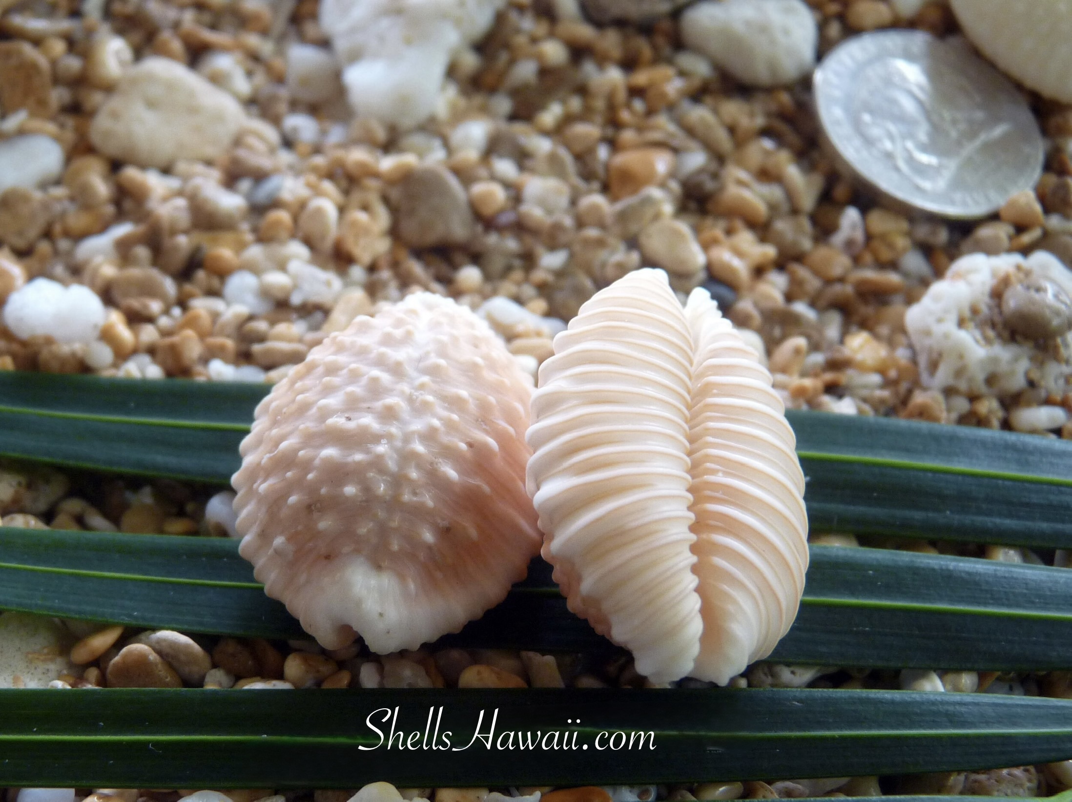 Mature brown granulated cowrie shell shown from front and back, displaying raised grain-like bumps, ribs, and distinctive natural texture.