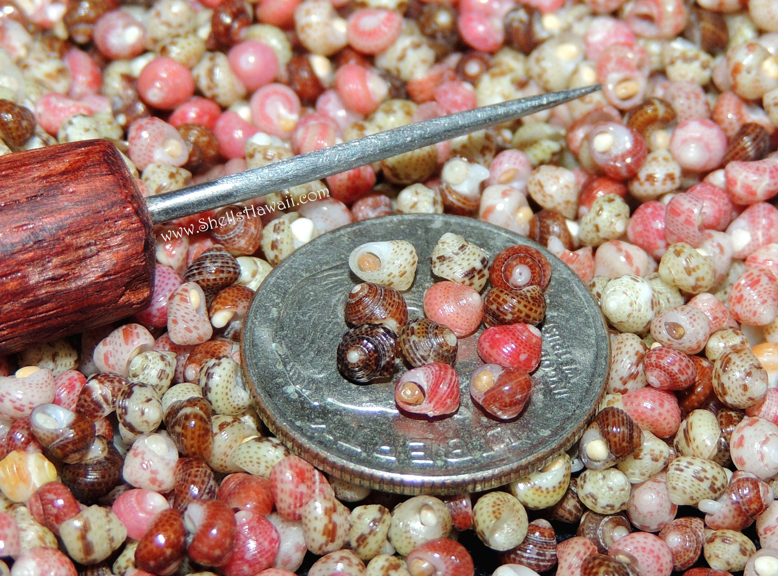 Colorful genuine Niʻihau Kahelelani shells before poking, showing natural sand still inside the waha alongside a handmade shell poking tool and a quarter for size comparison.