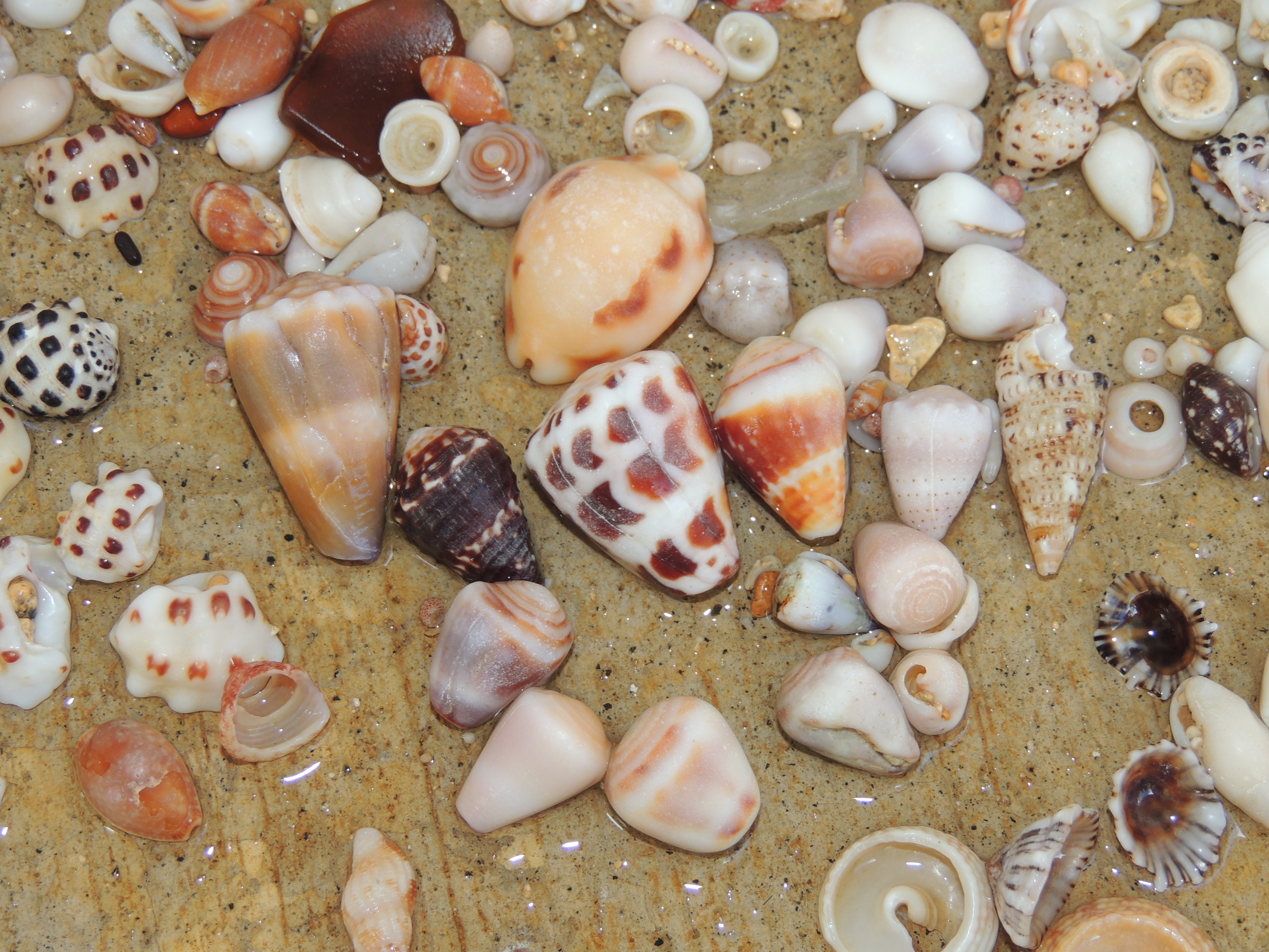 Hawaiian Cone shells