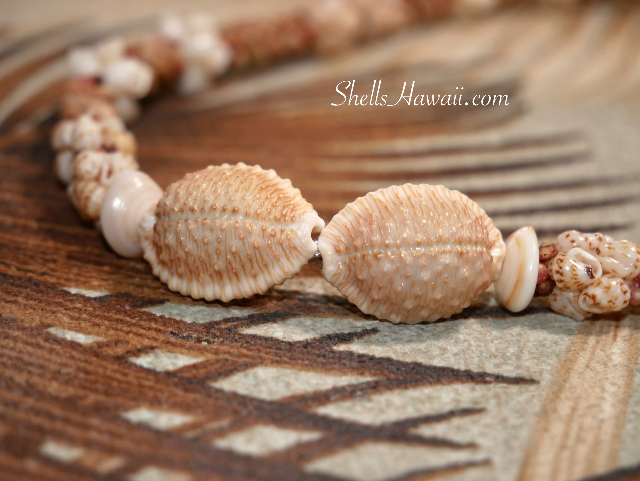 Matching mature brown granulated cowrie shells displaying beautiful raised texture, balanced shape, consistent color, and excellent condition, selected for use as a clasp in a Niʻihau shell lei.