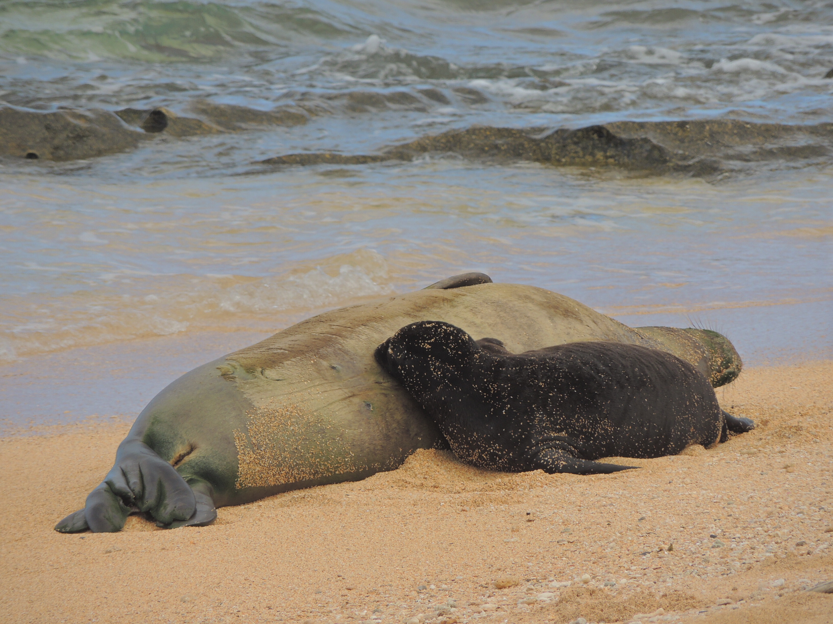 Hawaiian monk seal and her pup resting peacefully on the shoreline of Kauaʻi’s North Shore, waves rolling gently behind them.