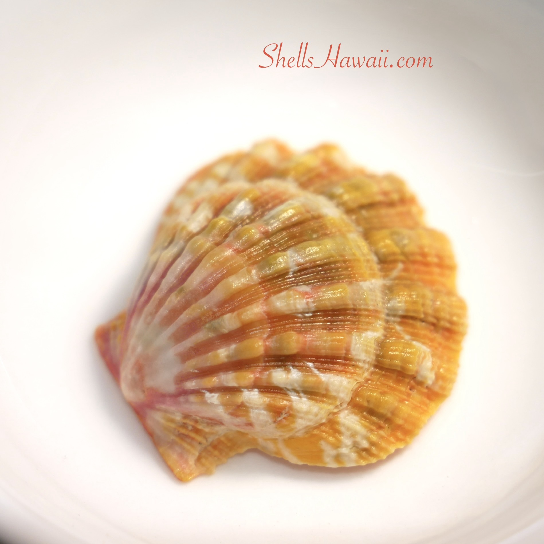 Close-up of a Hawaiian Sunrise shell after a light application of mineral oil, showing richer natural orange, peach, pink, and cream coloration with enhanced luster and more visible shell texture and banding details.