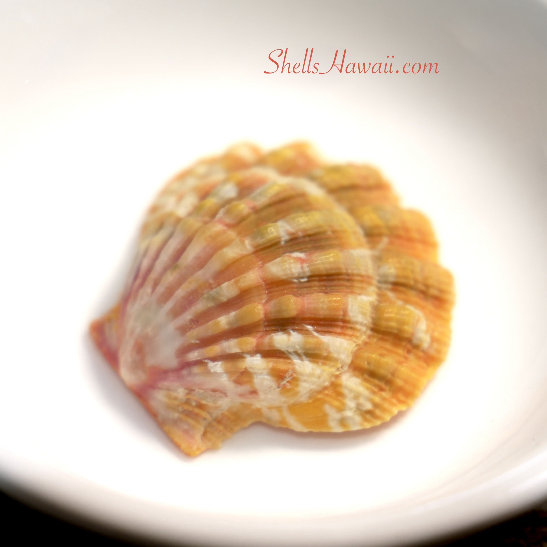 Close-up of a natural Hawaiian Sunrise shell before mineral oil application, showing its soft matte surface and natural orange, peach, cream, and pink coloration with delicate banding patterns.