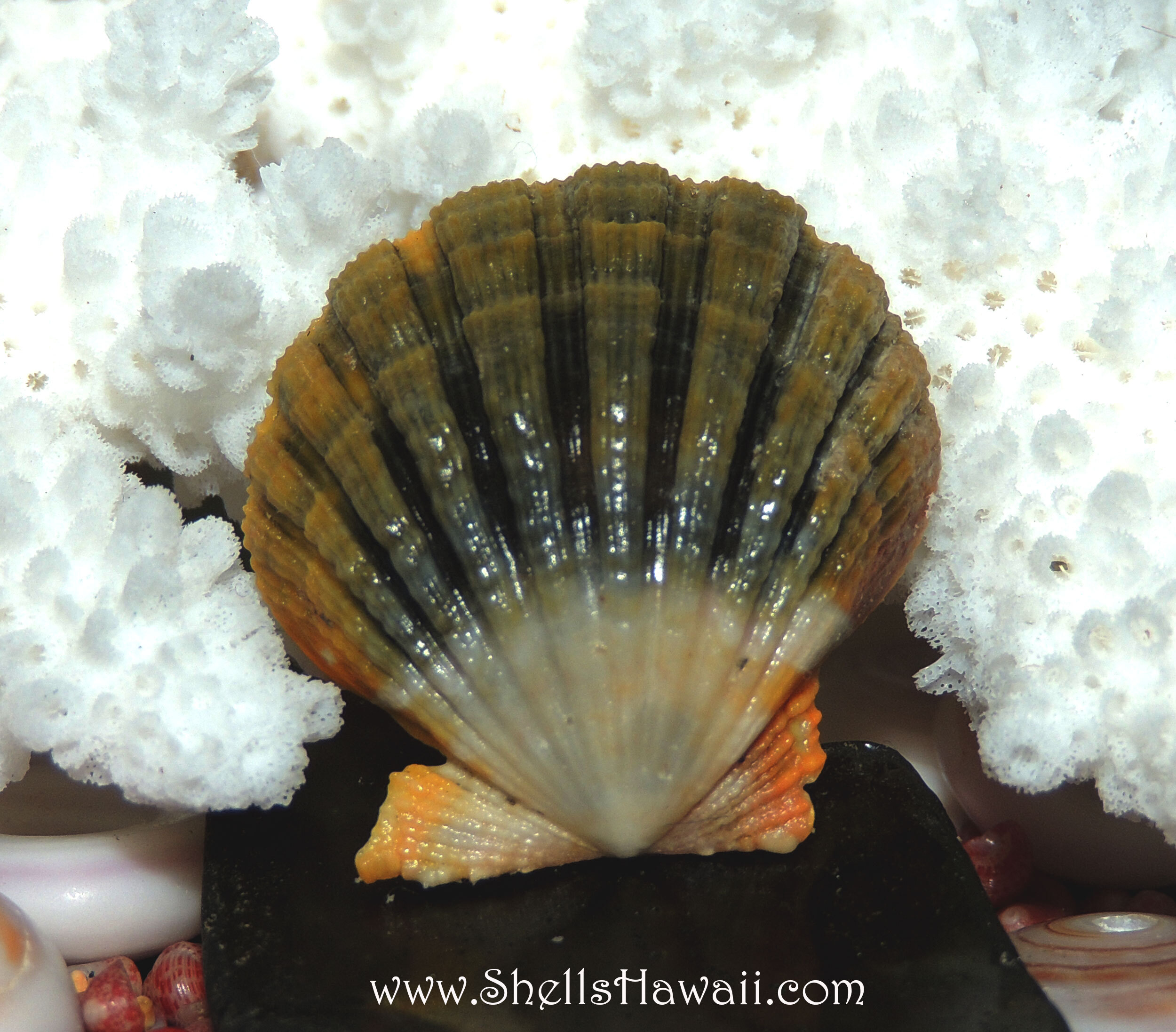 Rare Hawaiian moonrise-style Sunrise shell featuring deep green, charcoal, and earthy golden coloration with dramatic natural striping and beautiful ribbed texture. Genuine Hawaiian shell in excellent condition with unusually dark rare coloring highly prized by collectors.