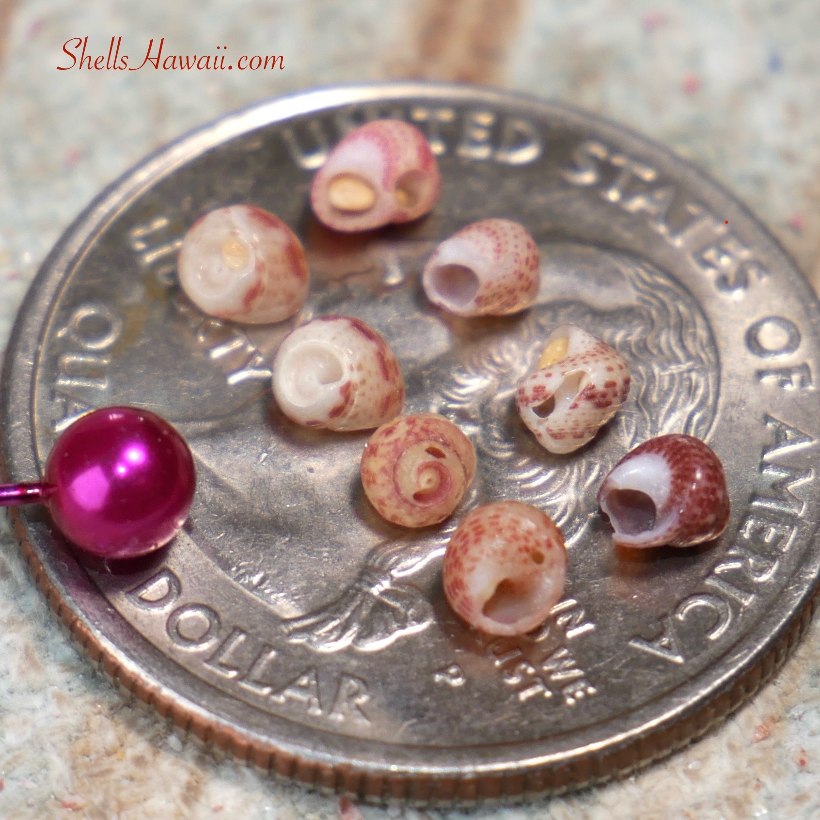 How Imperfect Niihau shells look like