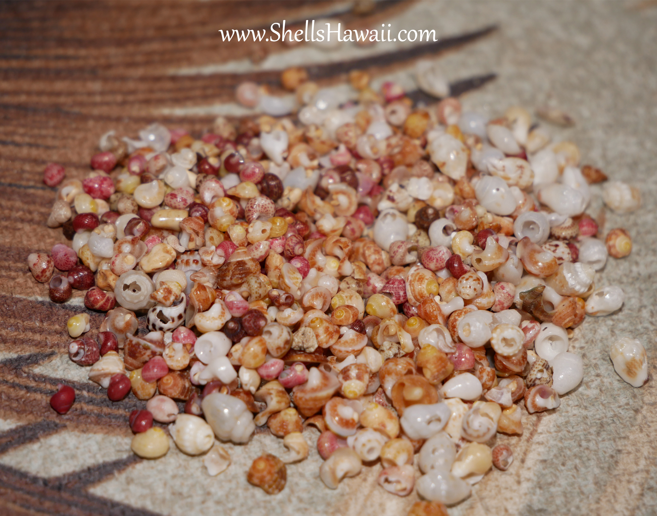 how imperfect niihau shells look