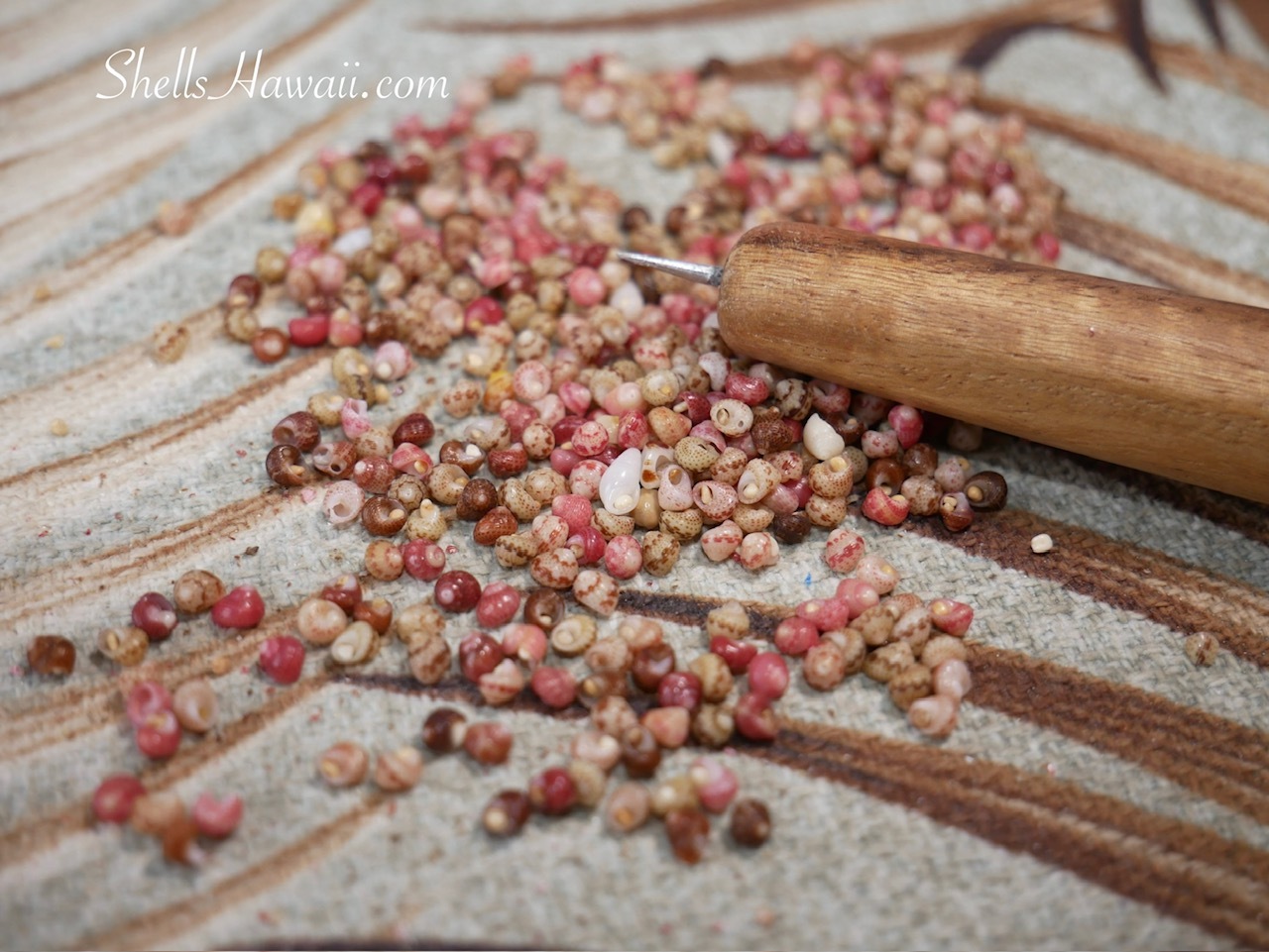 Genuine Kahelelani shells displayed with a hand-poking tool during the preparation process for a flower-inspired jewelry design.