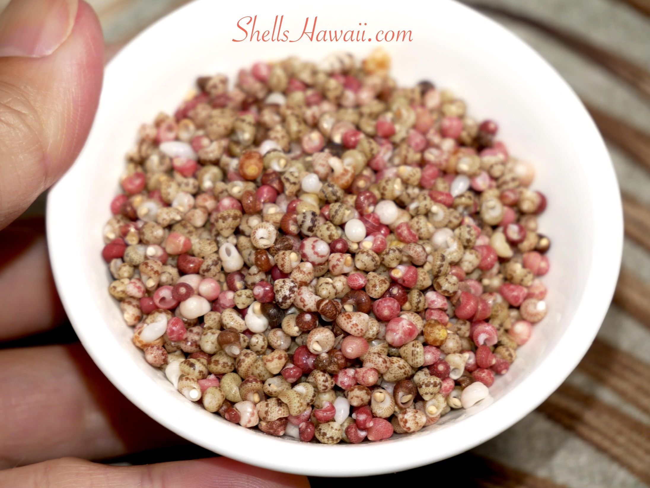 Colorful Kahelelani shells in pink, red, cream, and brown from the ShellsHawaii collection, ready for making new Hawaiian shell bracelets.