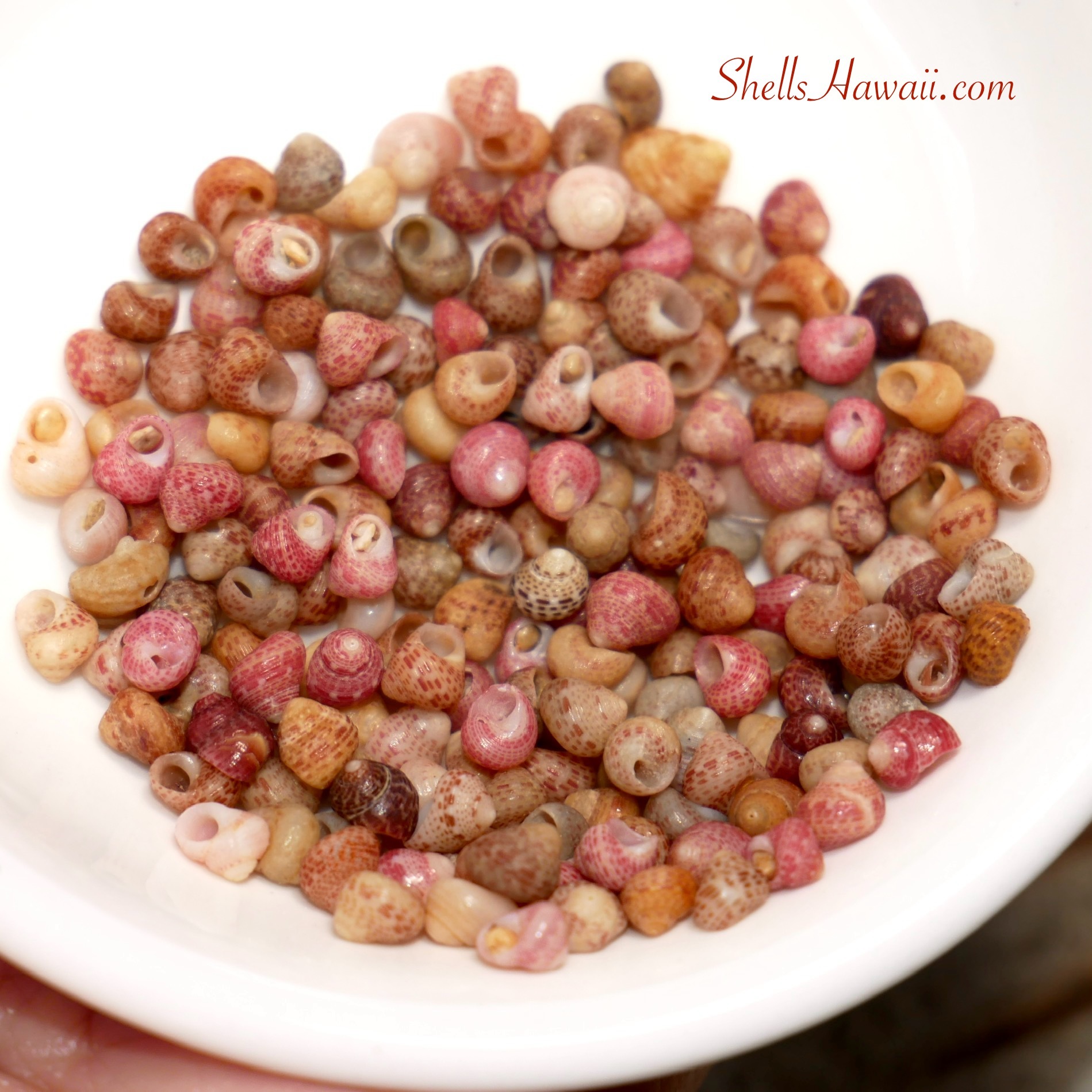 kahelelani shells 