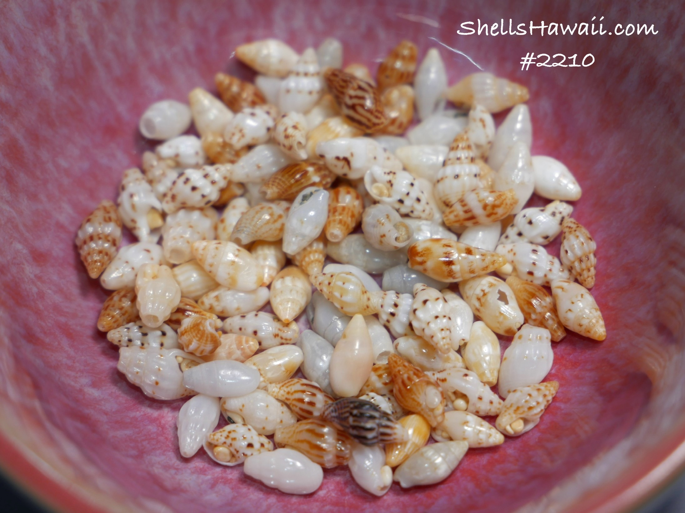 Laiki shells from Niihau 
