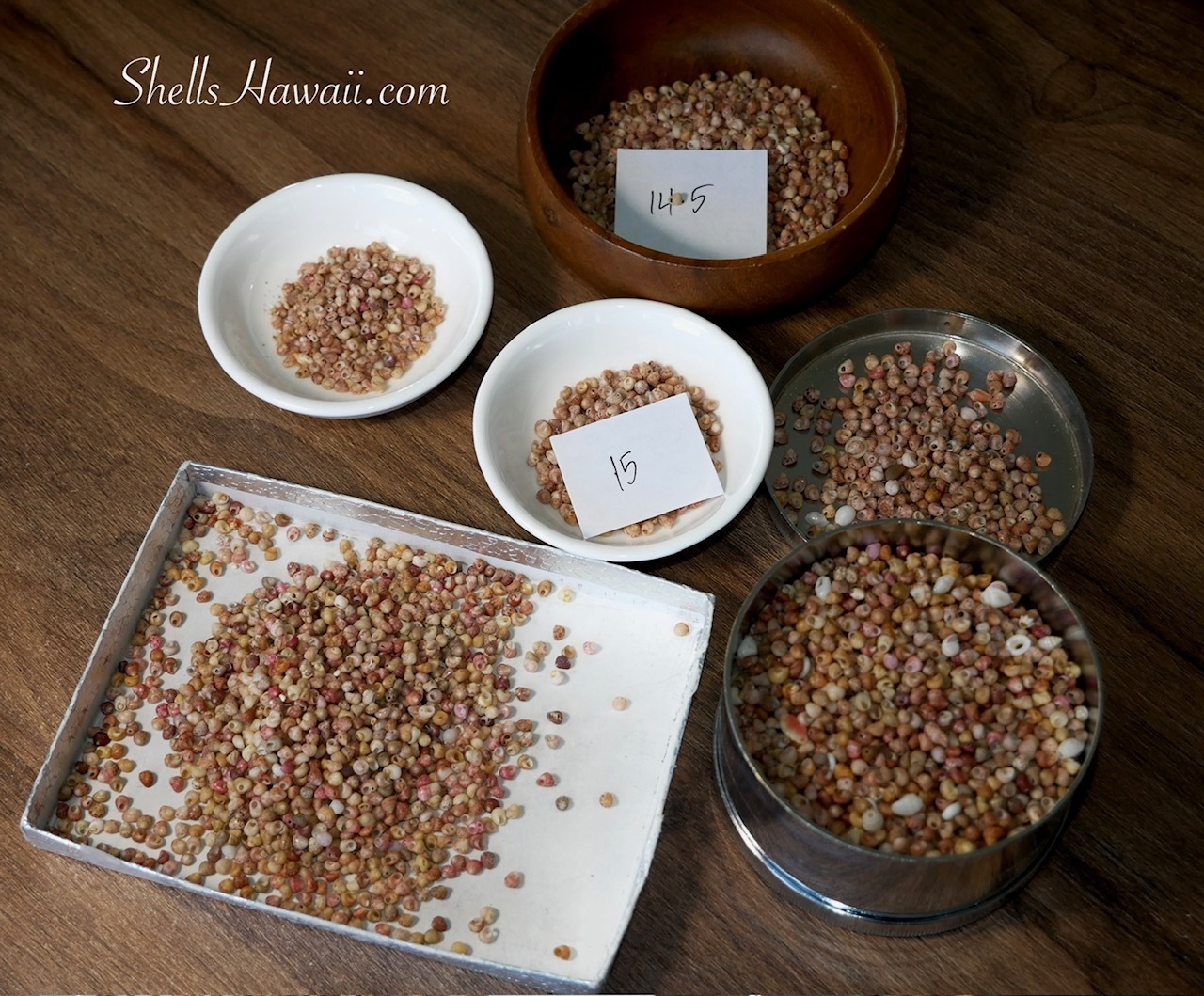 Large Kahelelani shell collection from Kauaʻi showing the size sorting process for a handmade Hawaiian shell lei. Finding enough matching size 15 and 14.5 shells is one of the biggest challenges when creating Poepoe sections.