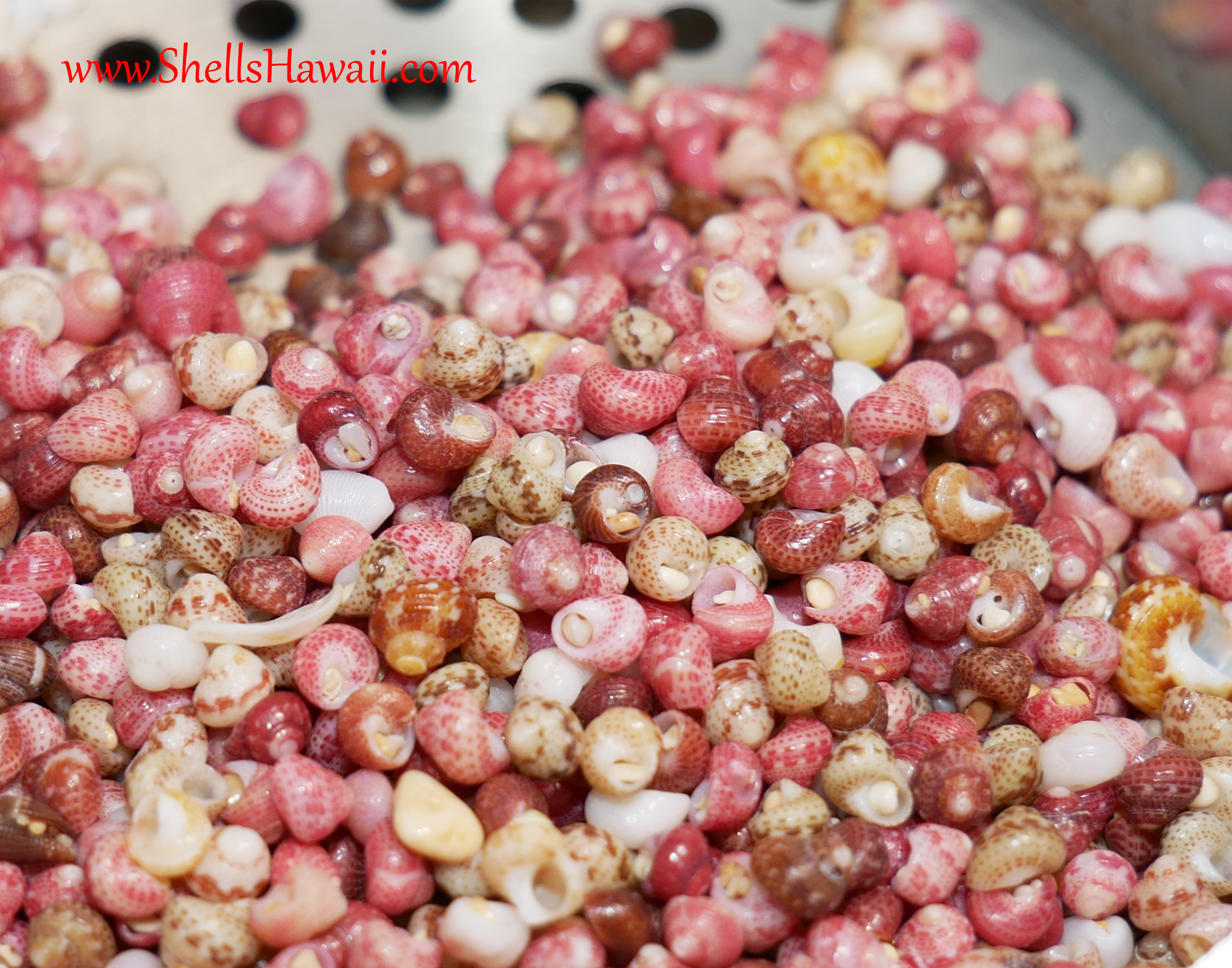 Kaheleleani shells color 