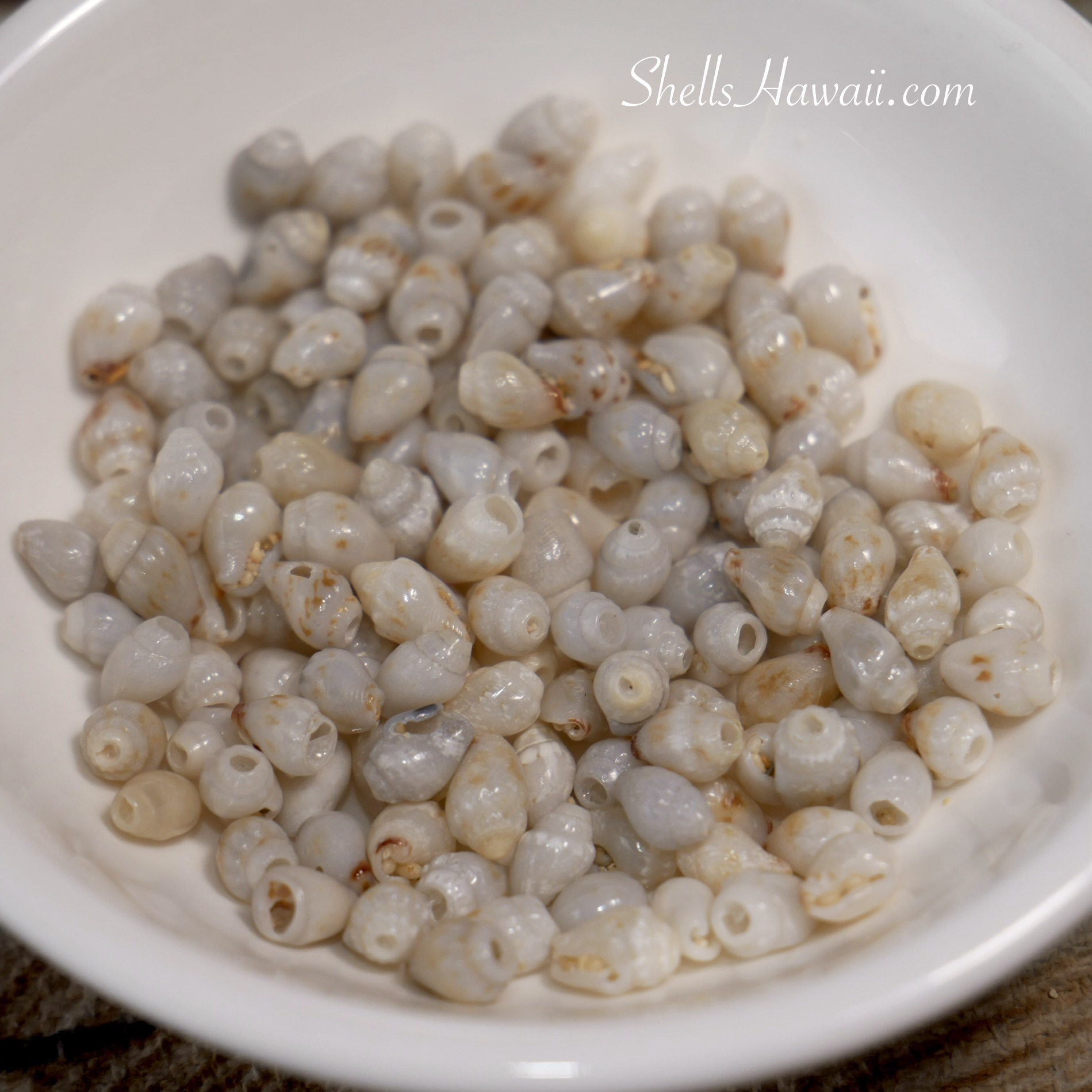 Light blue tinted Momi shells in their early stage of transformation, showing soft blue-gray tones mixed with natural off-white and pale yellow colors before the ocean fully develops deeper blue hues over time.