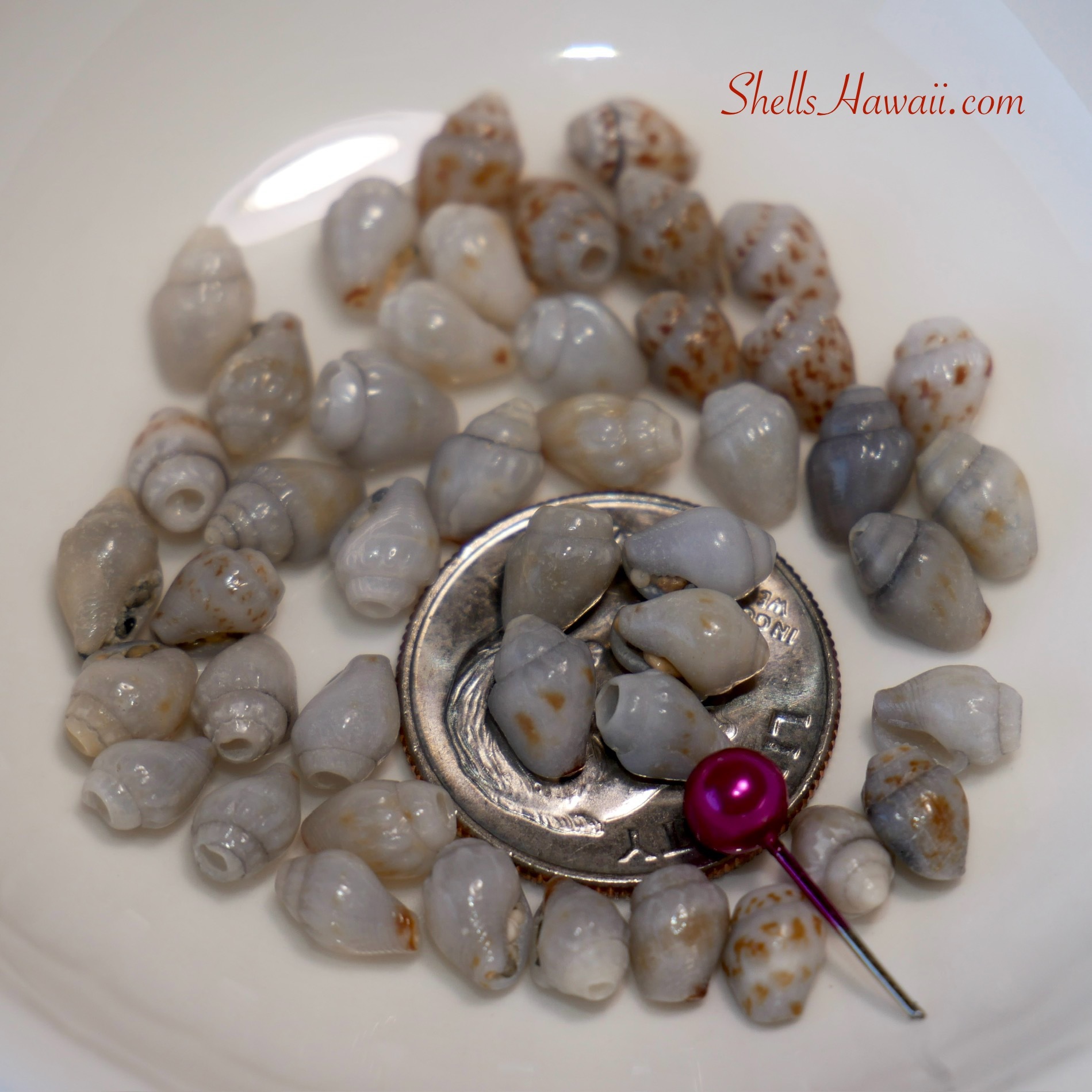 Blue and blue-gray Momi shells in varying stages of ocean transformation, shown beside a coin for size reference, highlighting rare natural blue tones developed over long periods beneath the sand.