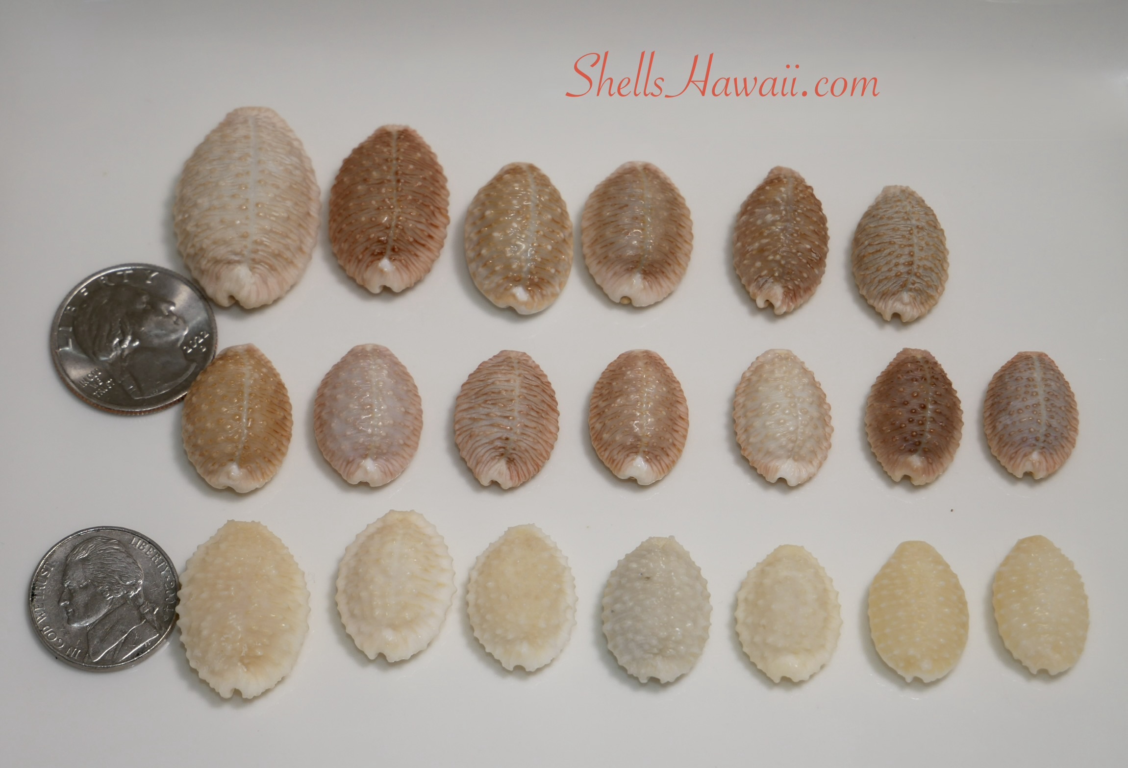 Mature granulated cowrie shells in different sizes and natural brown, tan, cream, and off-white colors shown beside coins for scale.