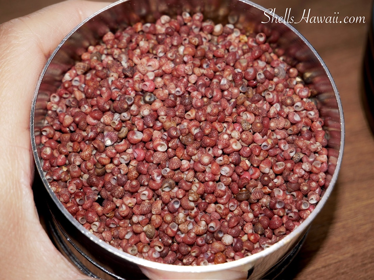 Mixed-size burgundy Kahelelani shells from Kauaʻi in a sizing tray as I search for matching size 15 shells for a handmade Hawaiian shell lei.