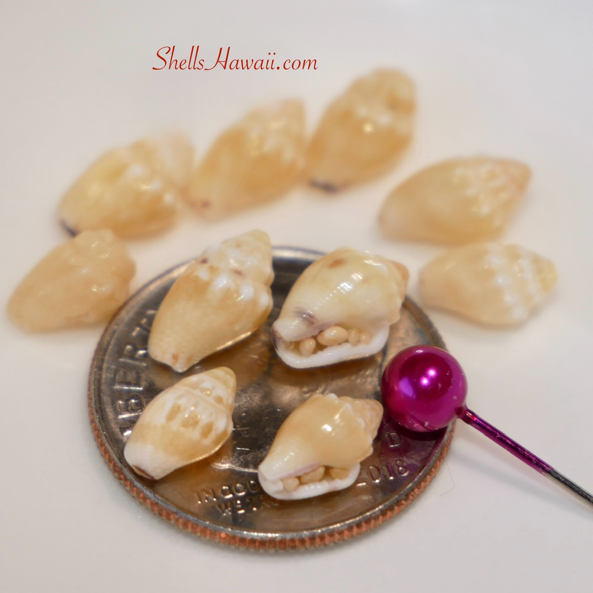 Close-up of Niʻihau shells on a coin showing natural sand inside the waha, with a poking tool nearby to illustrate the precision and care needed before shells can be prepared for Niʻihau shell jewelry.
