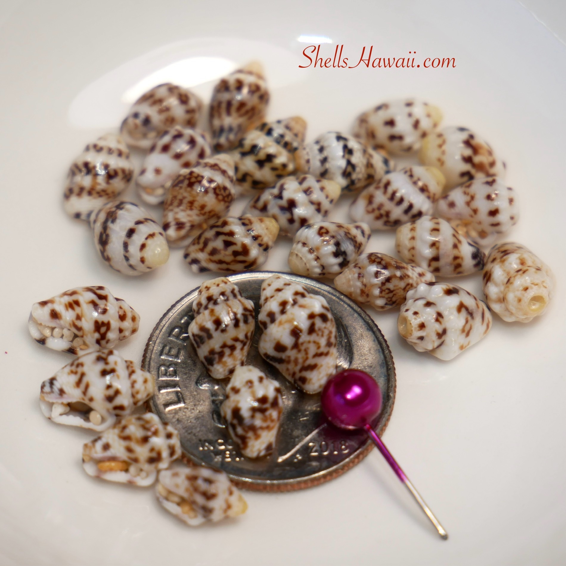 momi ‘ōnikiniki ‘ele‘ele (2)