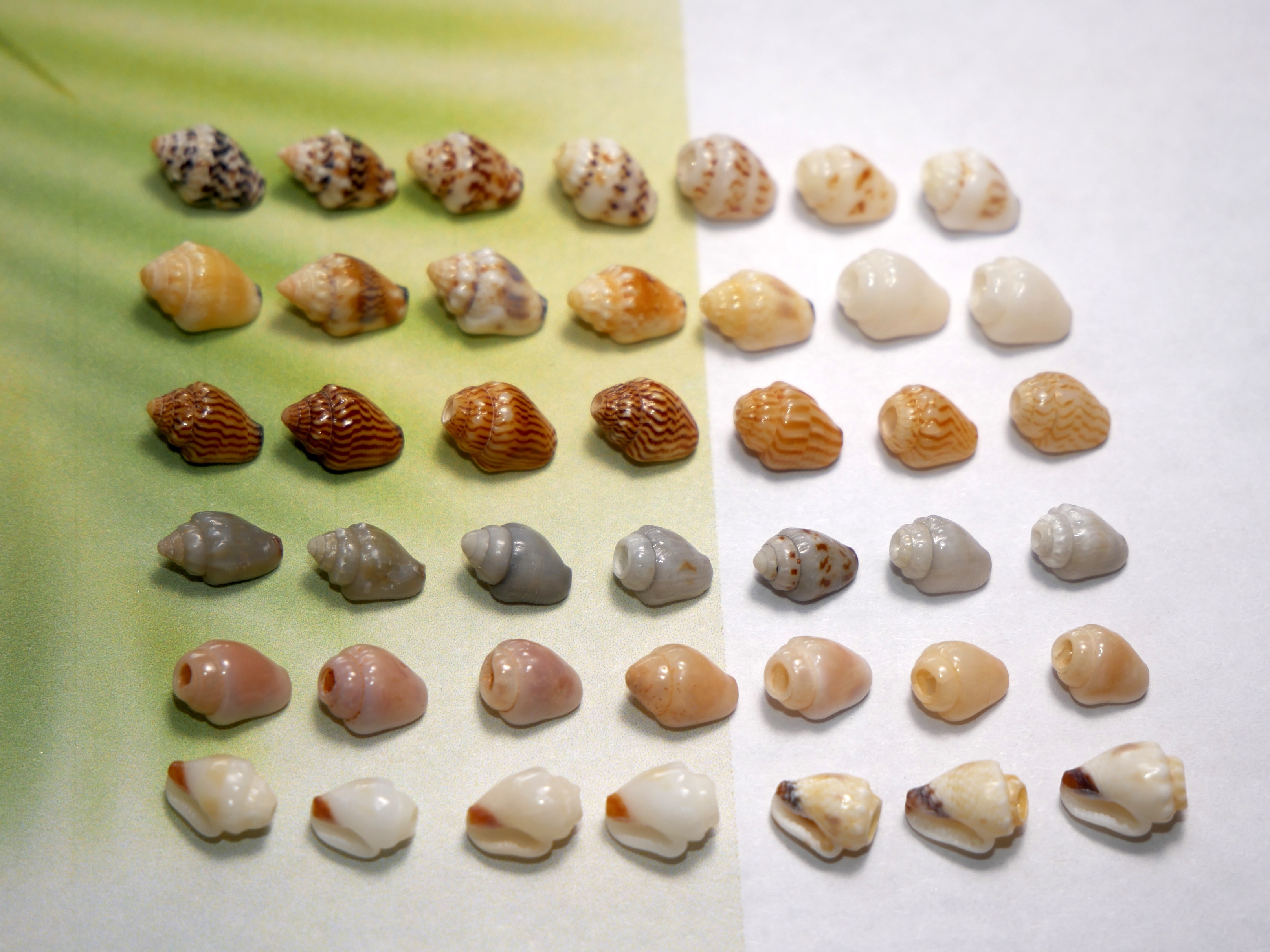 Momi shells 