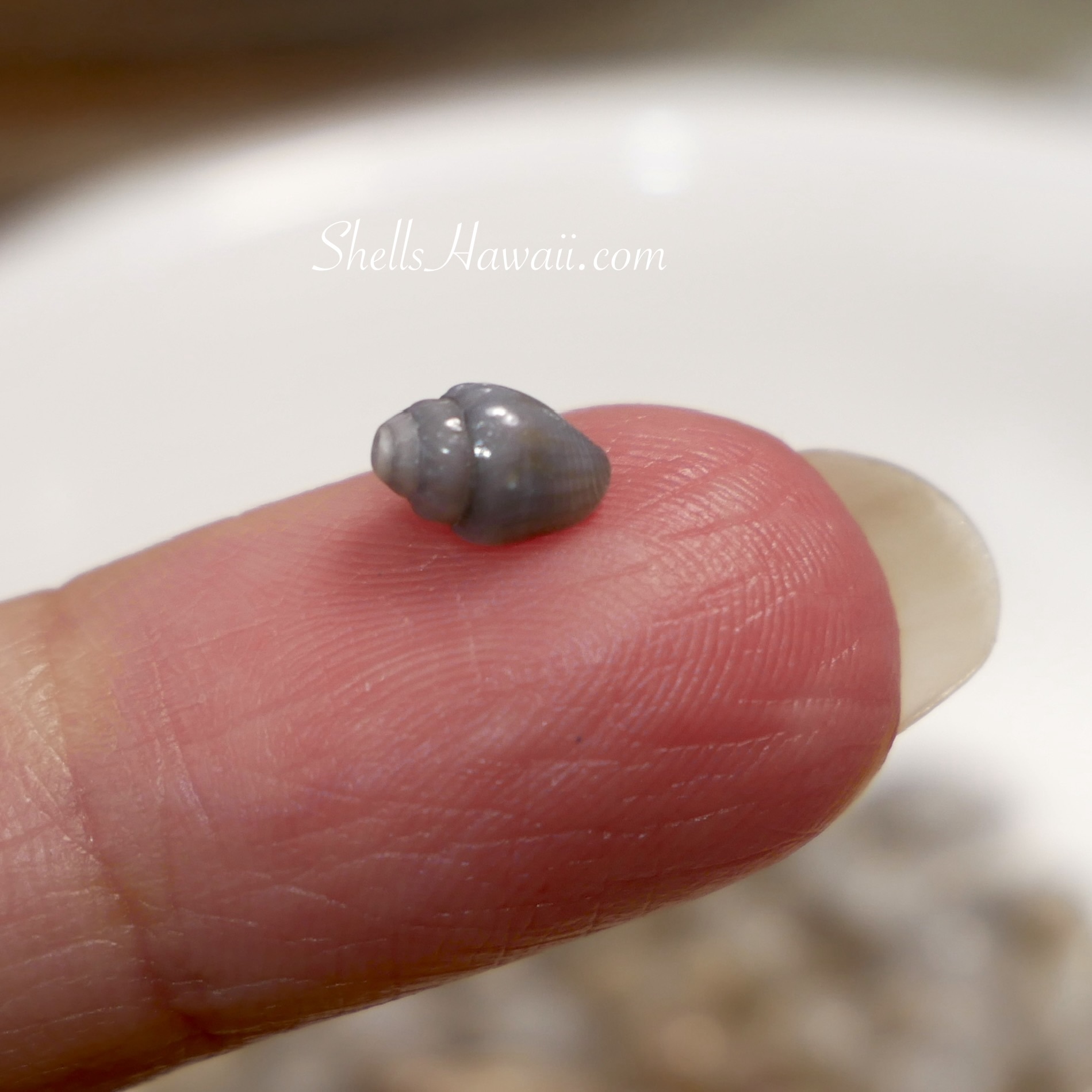 Front view of a super rare deep blue Momi shell resting on a fingertip, showing a smooth, solid blue-gray surface formed through centuries of undisturbed burial and mineralization beneath the ocean sand.