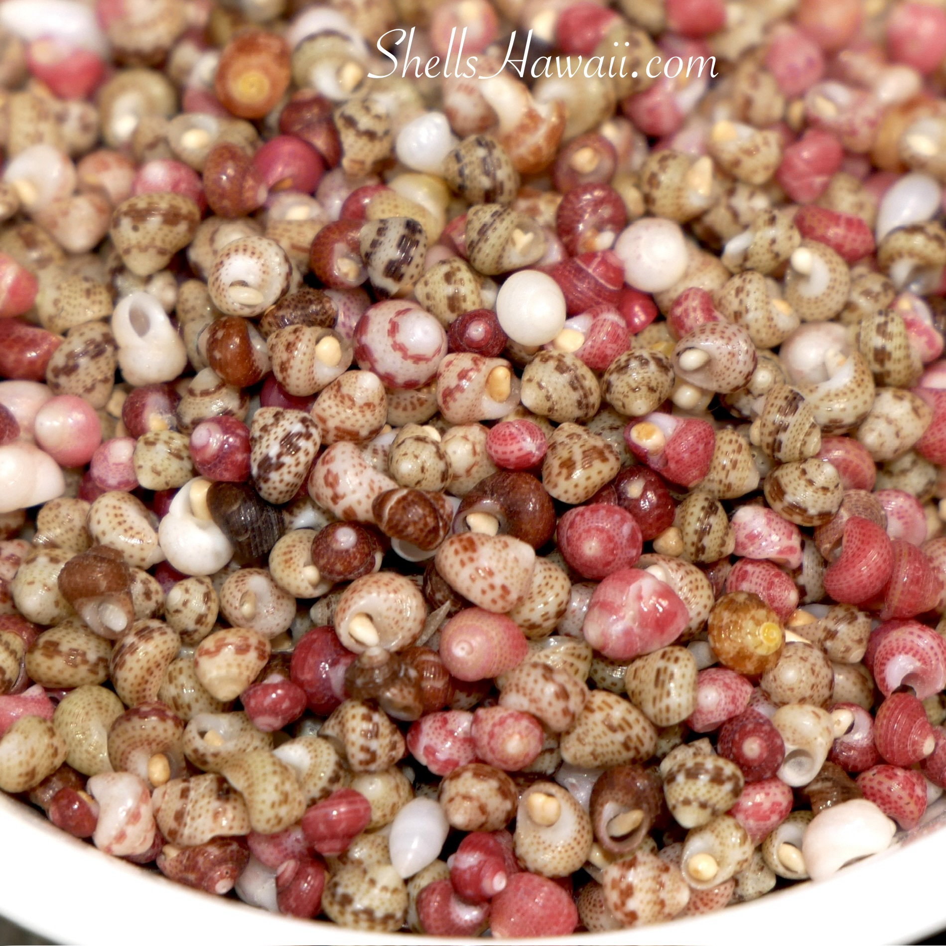 Close-up of tiny Kahelelani shells showing natural pink, red, cream, and brown colors with unique patterns and markings.