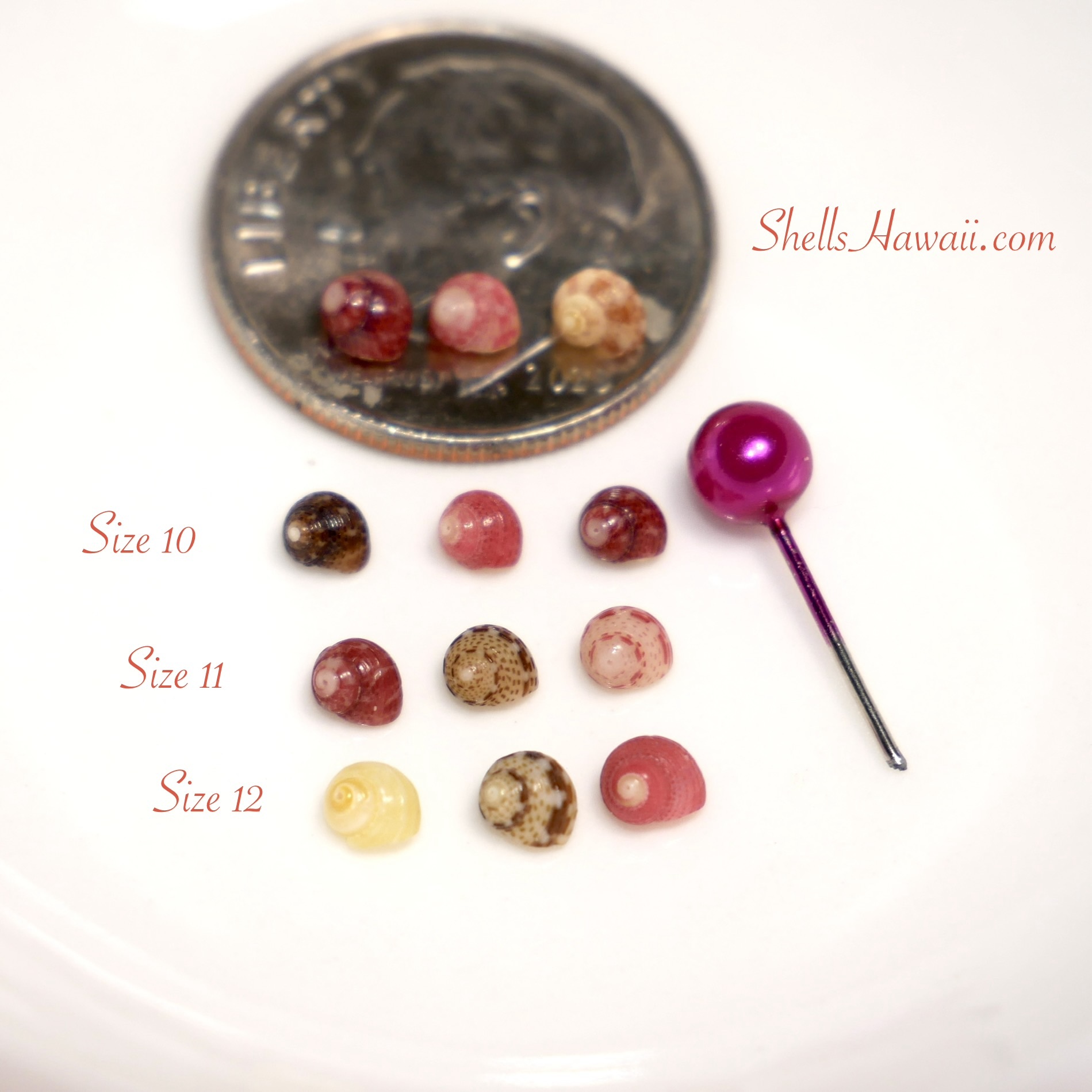 Size comparison of genuine Niʻihau Kahelelani shells in sizes 10, 11, and 12 displayed next to a dime and pin head, showing how tiny these shells are and the variety of rare natural colors such as black, red burgundy, pink, red, yellow Kamoa, and green used in minimalist Niʻihau shell jewelry designs.