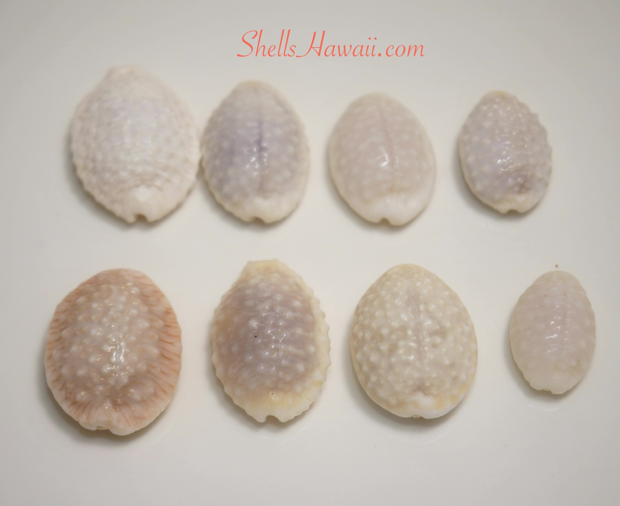 Ocean-tumbled granulated cowrie shells showing worn-down bumps and smoother surface texture from natural ocean wear.