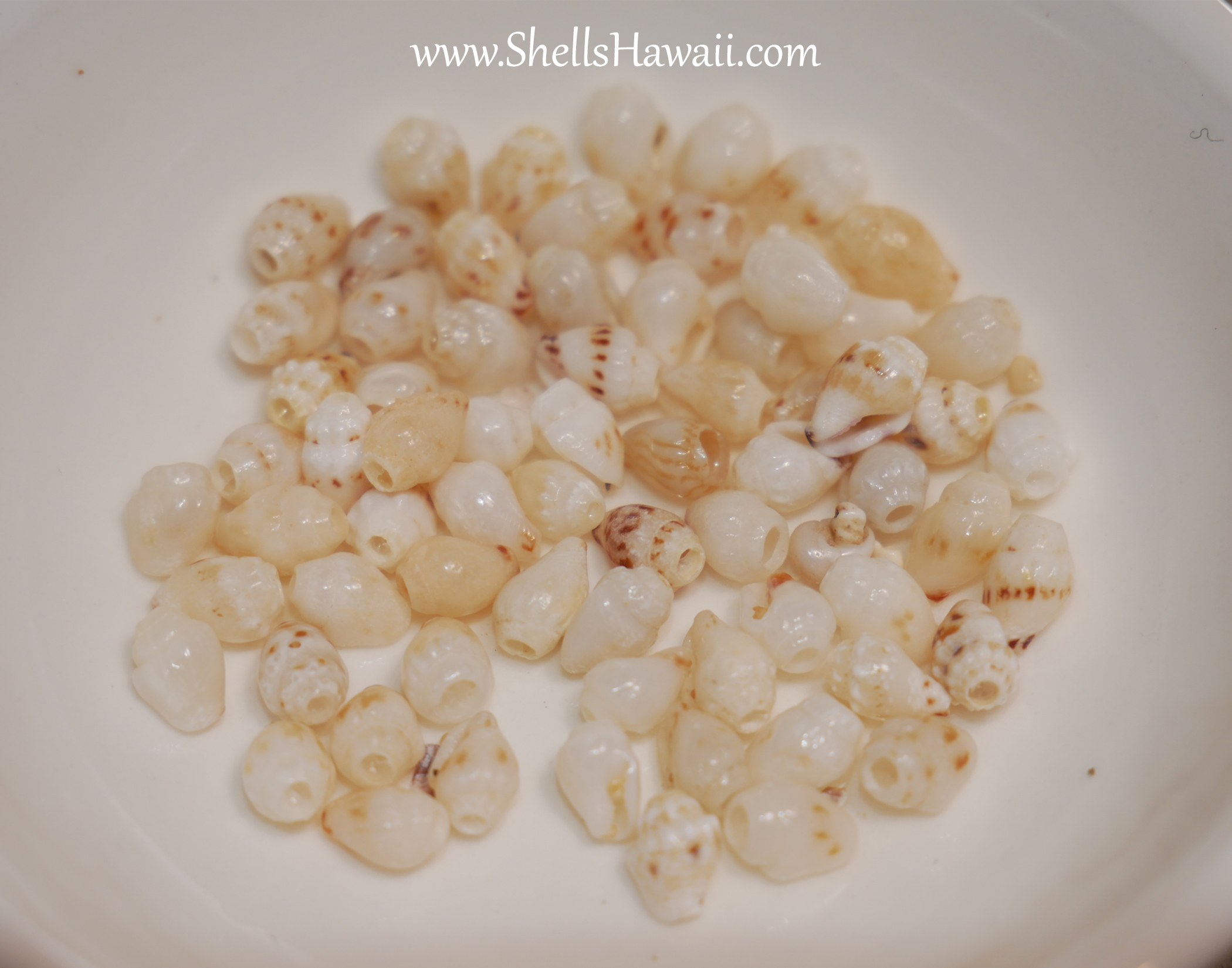 off white momi shells 