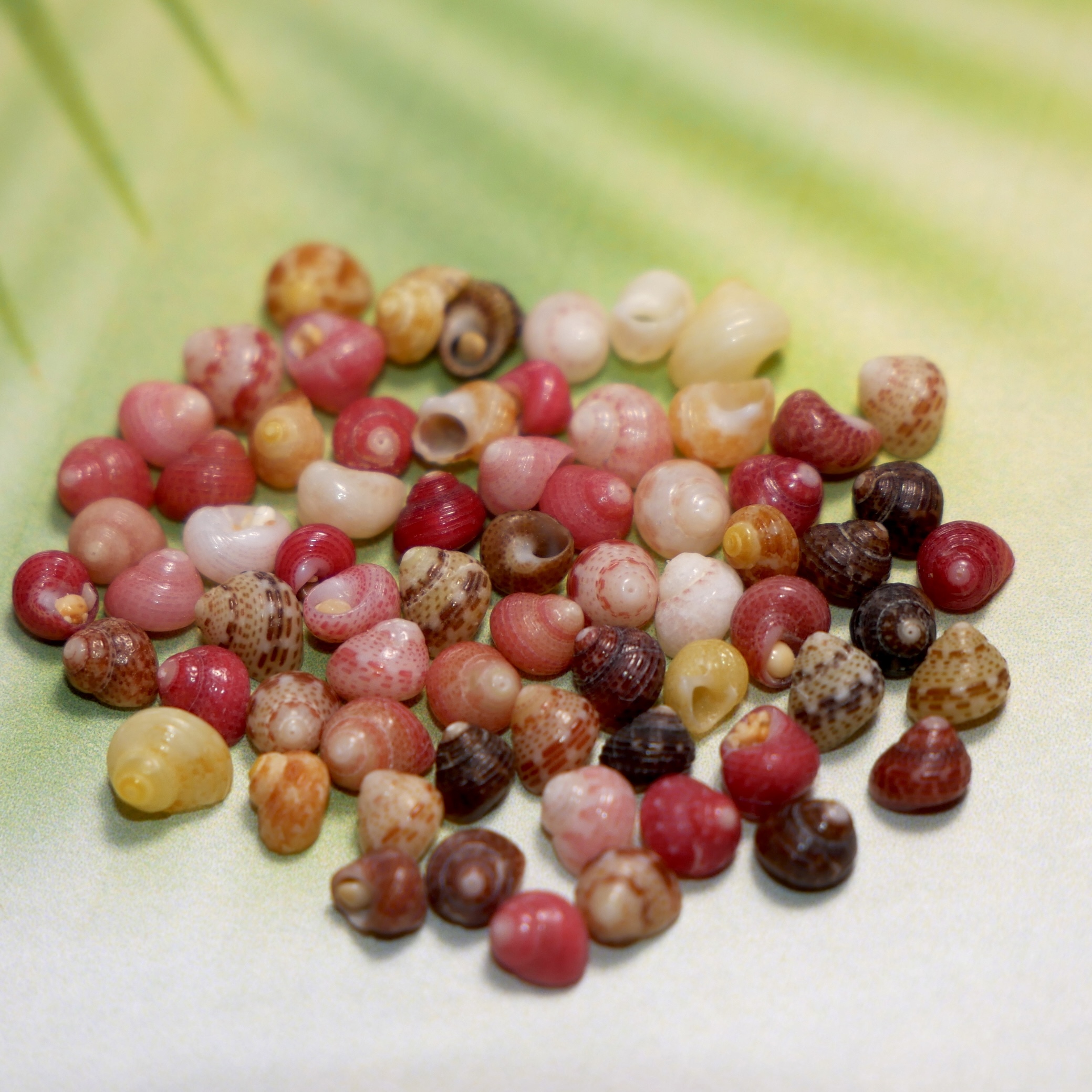 variety of kahe colors