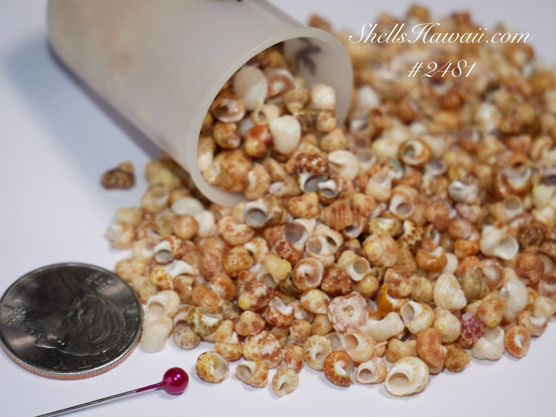 yellow kamoa how it look